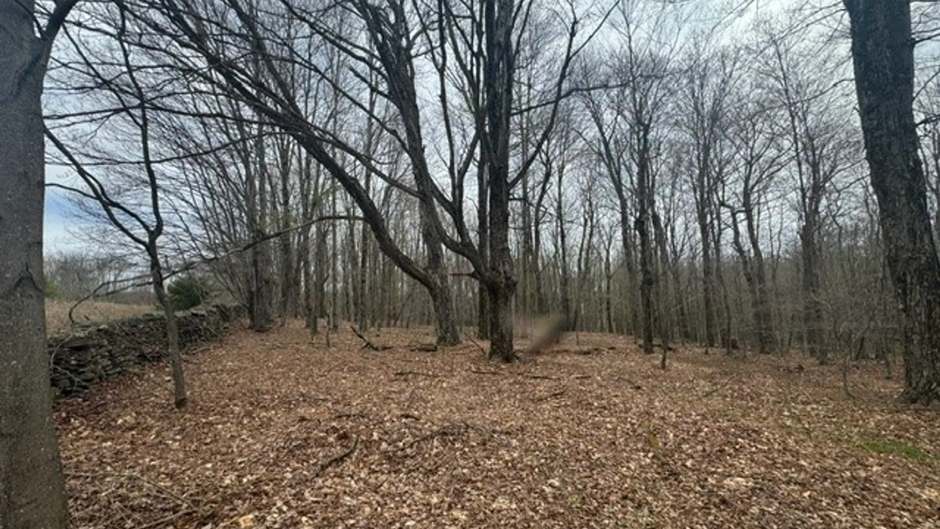 Property at Lot 4 Shaver Hill Road, Meredith, NY 13806 13