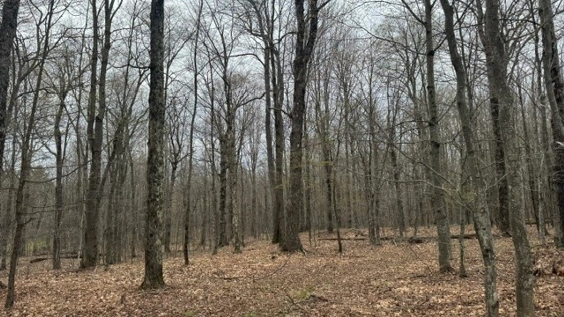 Property at Lot 4 Shaver Hill Road, Meredith, NY 13806 14