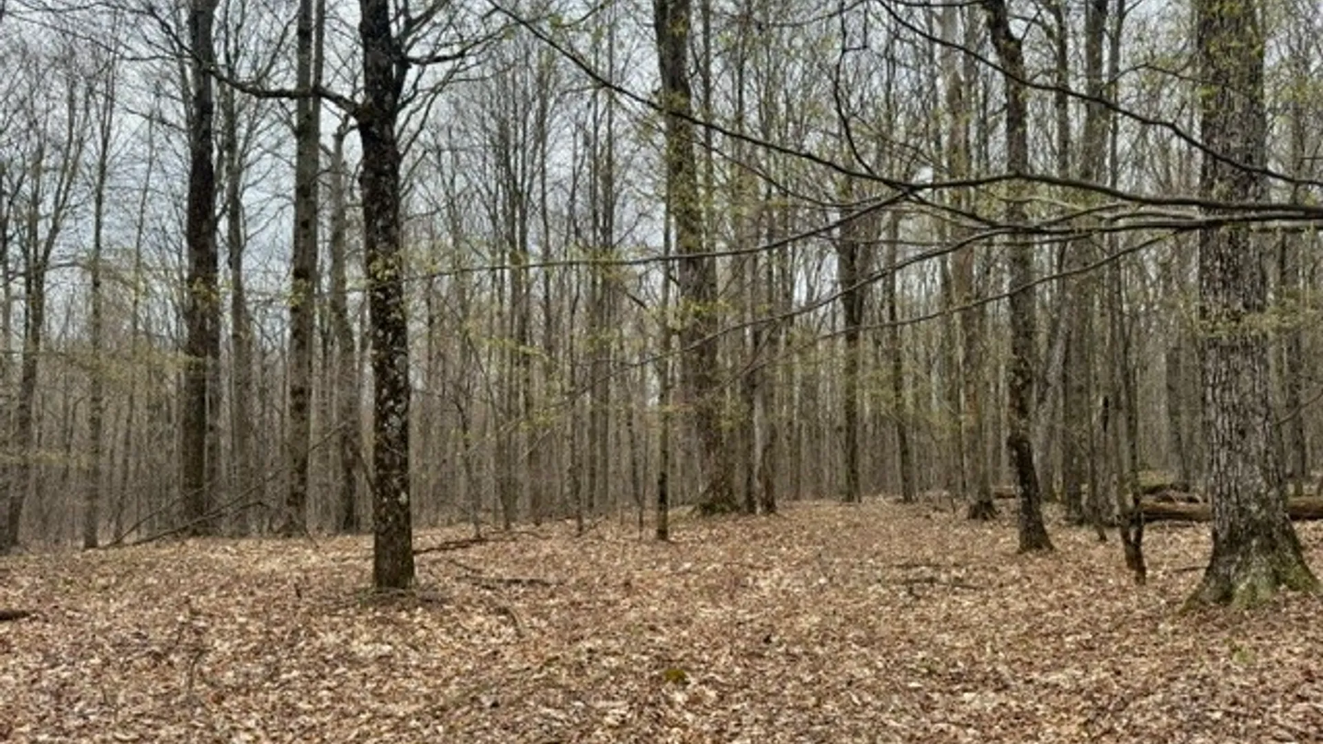 Property at Lot 4 Shaver Hill Road, Meredith, NY 13806 16