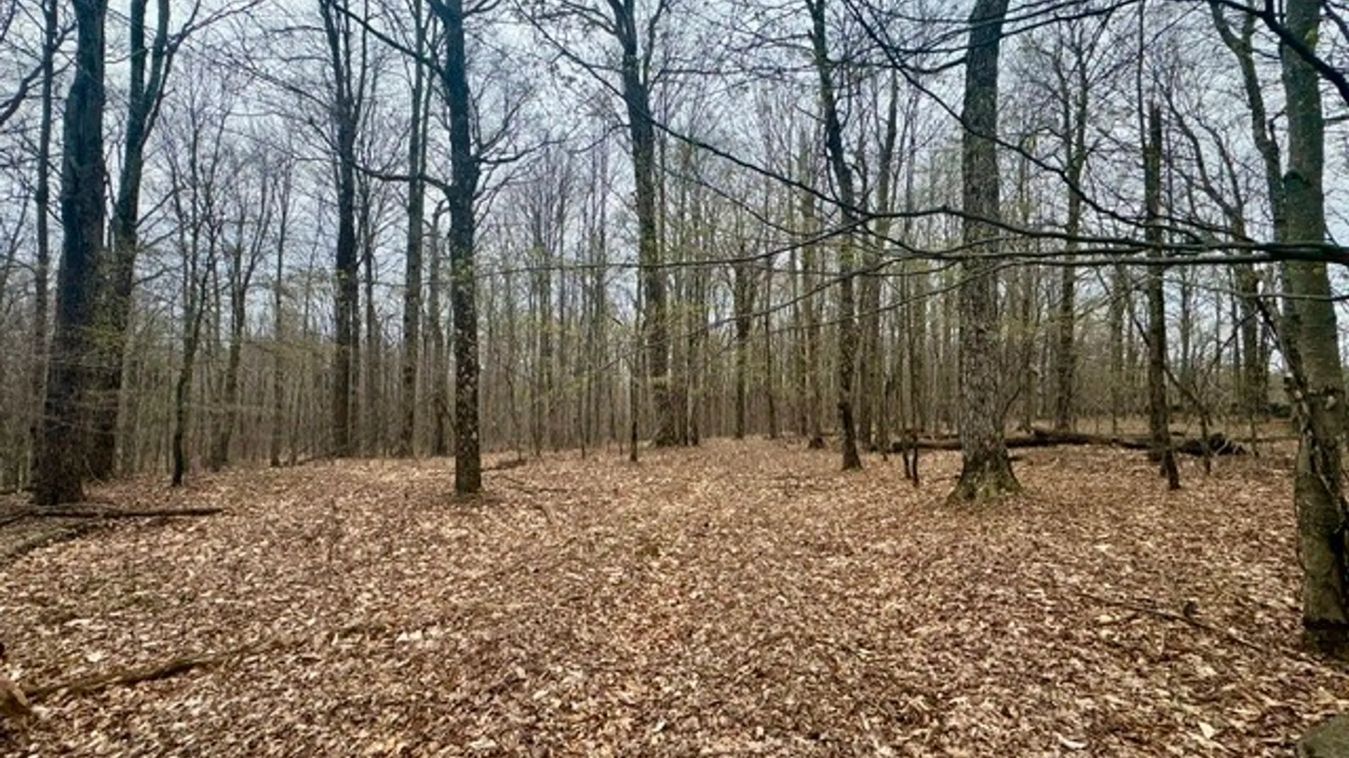 Property at Lot 4 Shaver Hill Road, Meredith, NY 13806 17
