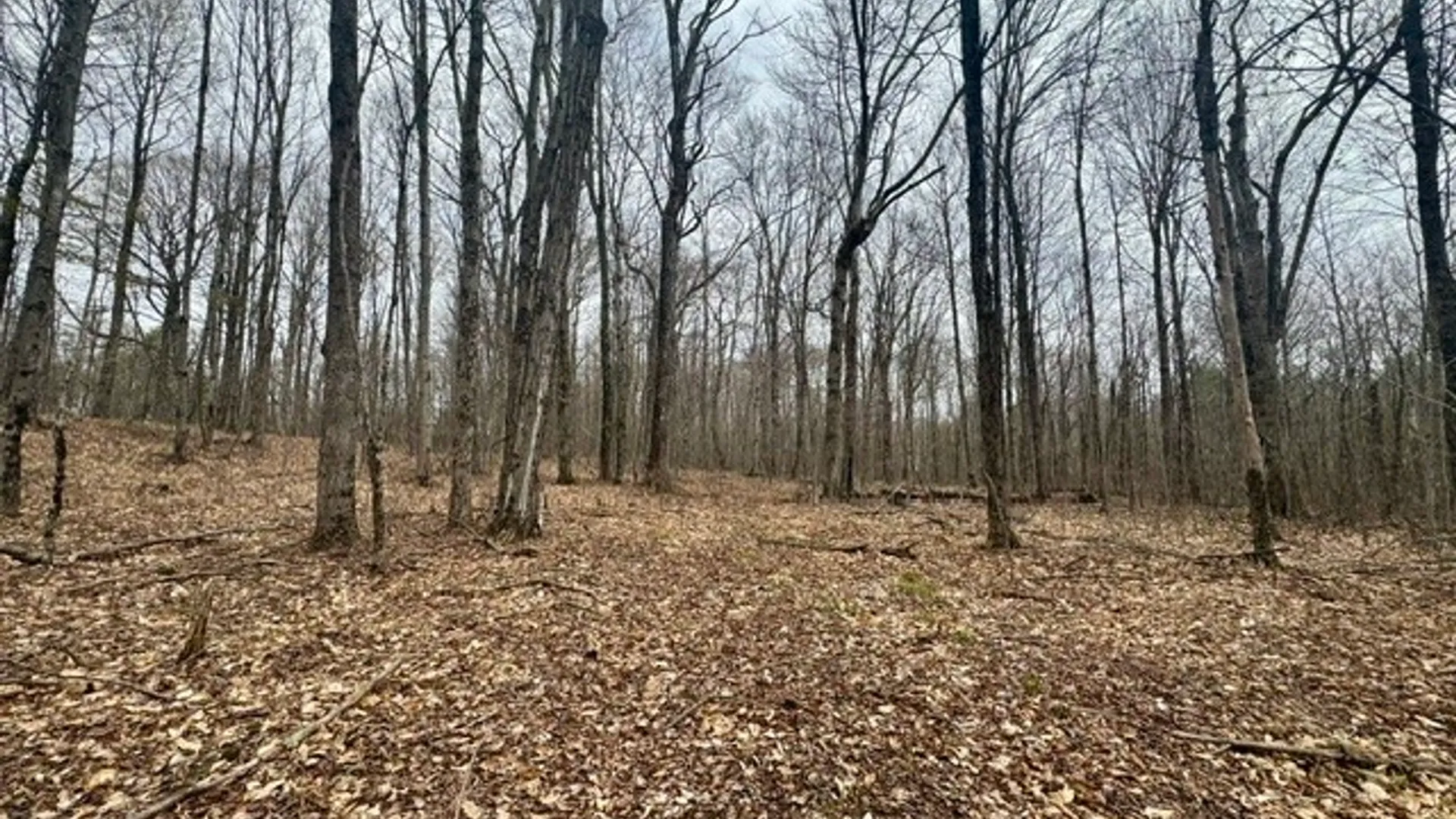 Property at Lot 4 Shaver Hill Road, Meredith, NY 13806 19