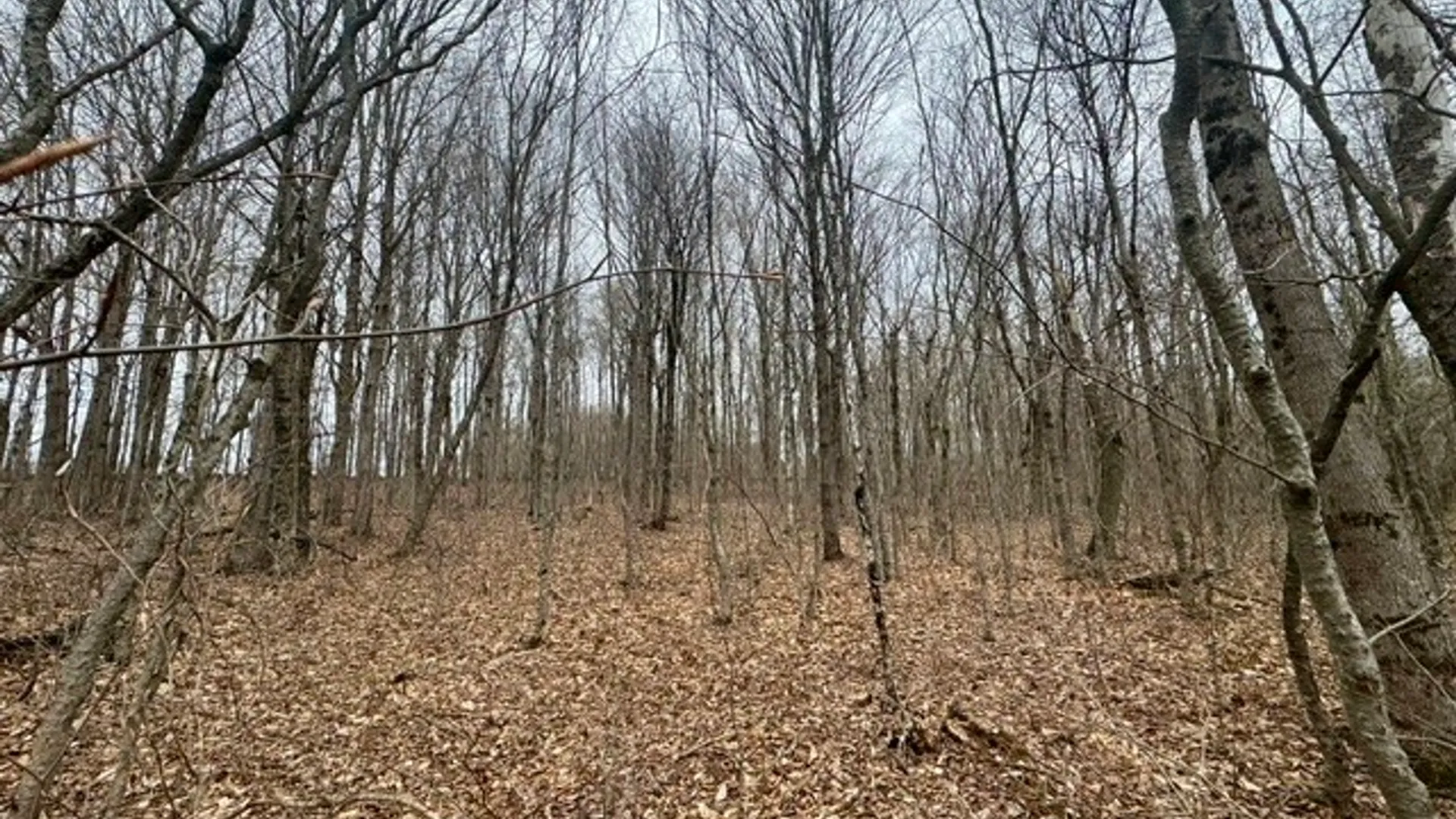 Property at Lot 4 Shaver Hill Road, Meredith, NY 13806 24