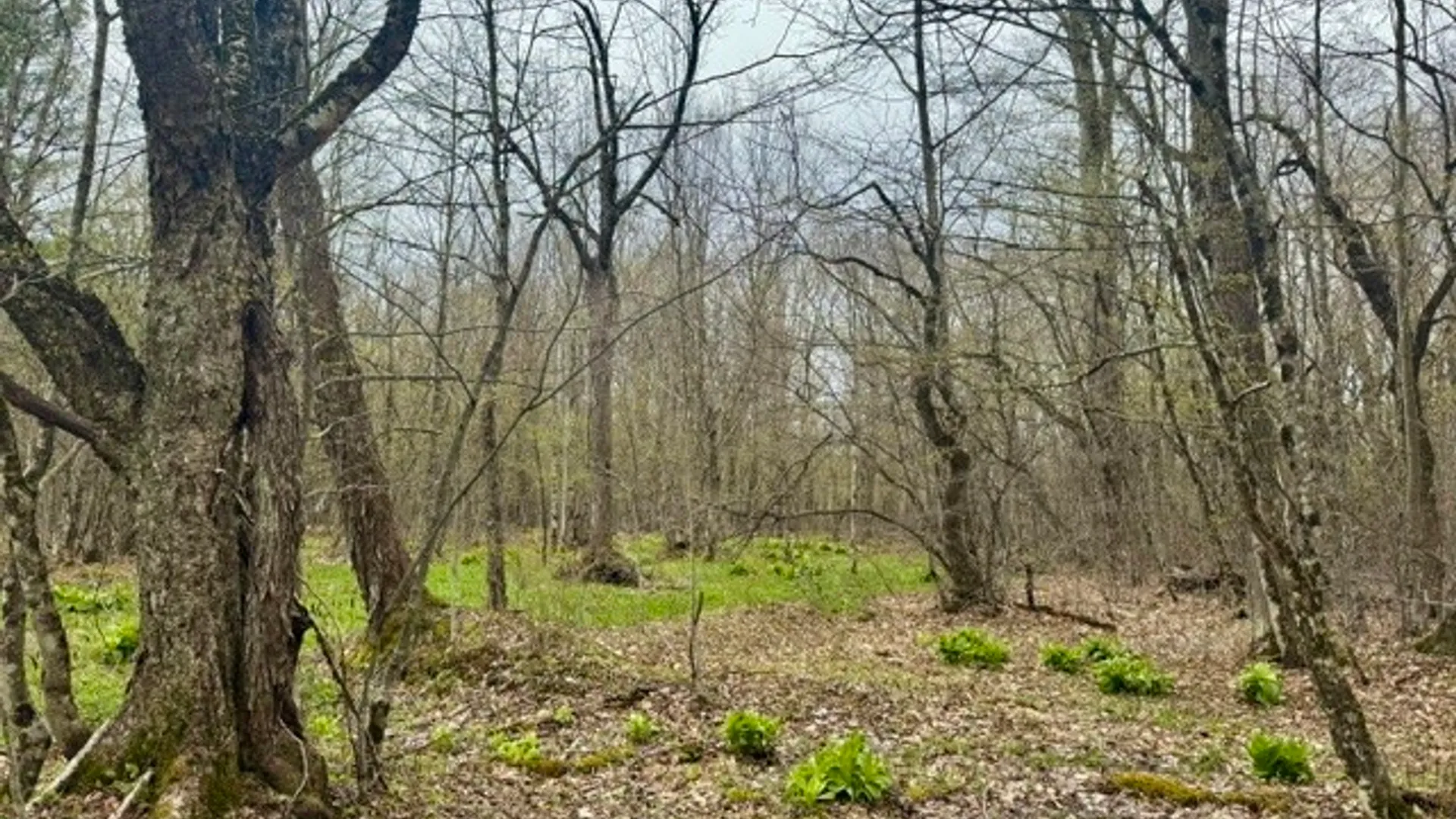 Property at Lot 4 Shaver Hill Road, Meredith, NY 13806 27