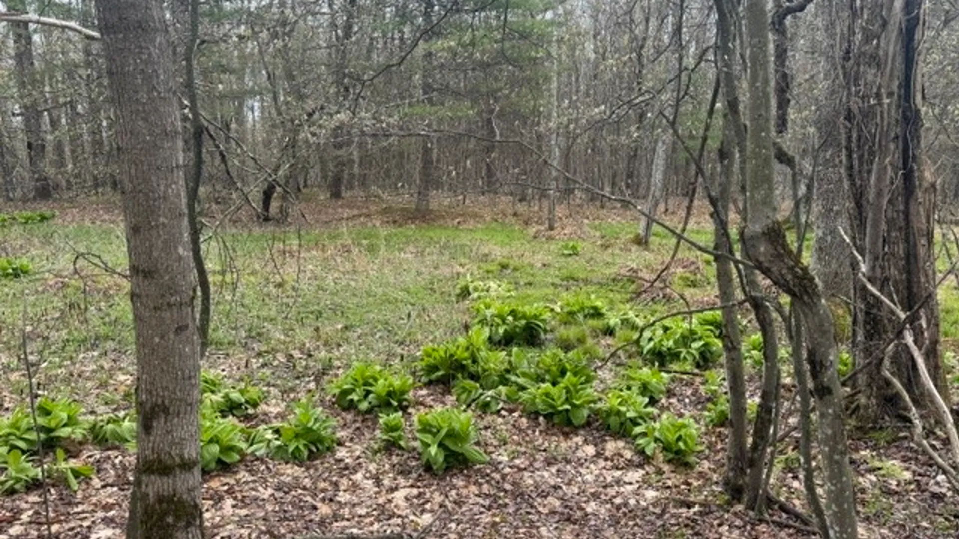 Property at Lot 4 Shaver Hill Road, Meredith, NY 13806 31