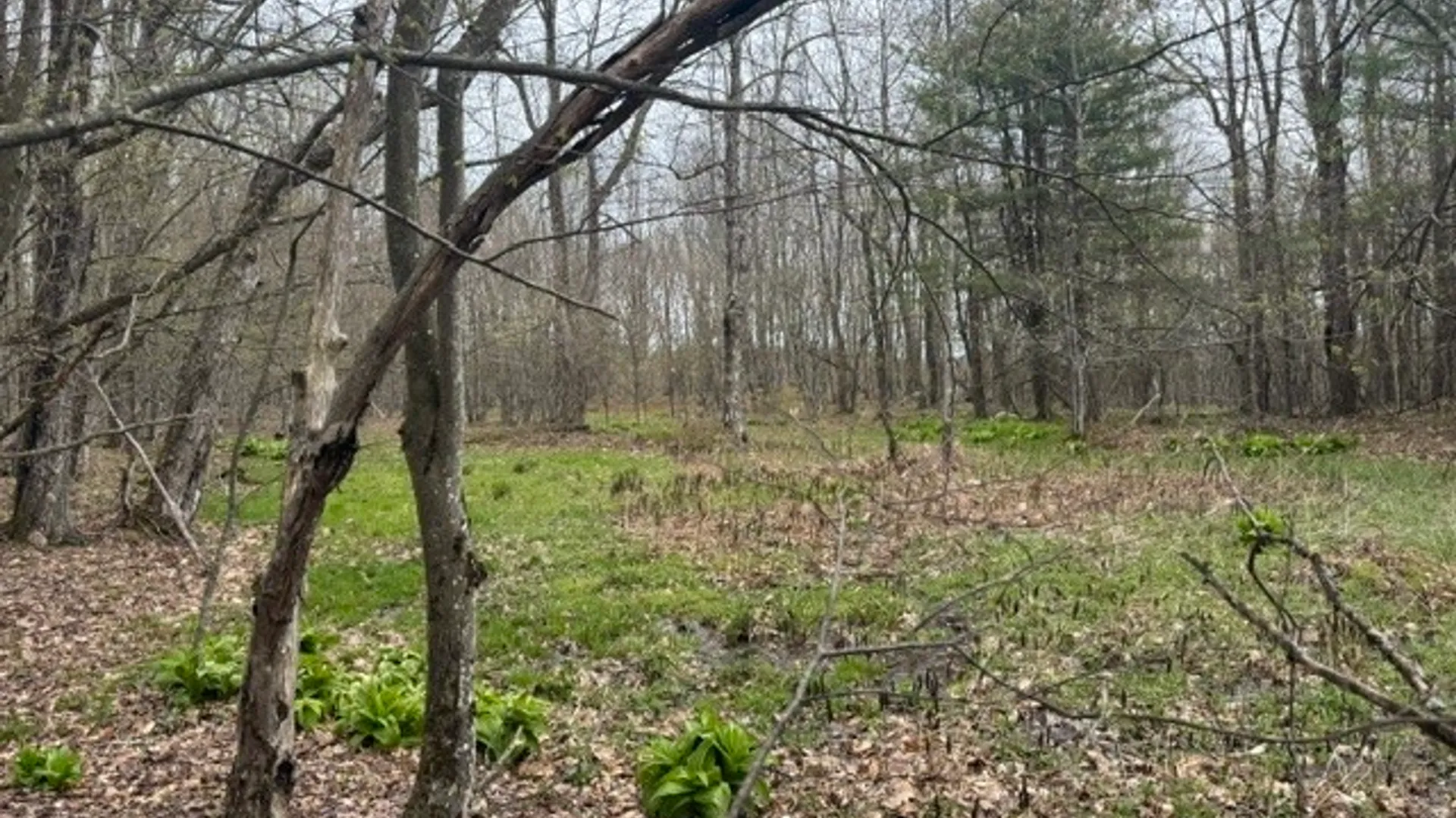 Property at Lot 4 Shaver Hill Road, Meredith, NY 13806 32