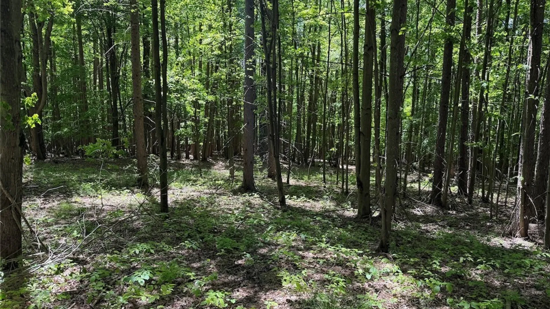 Property at N Branch Road, Friendship, NY 14739 18