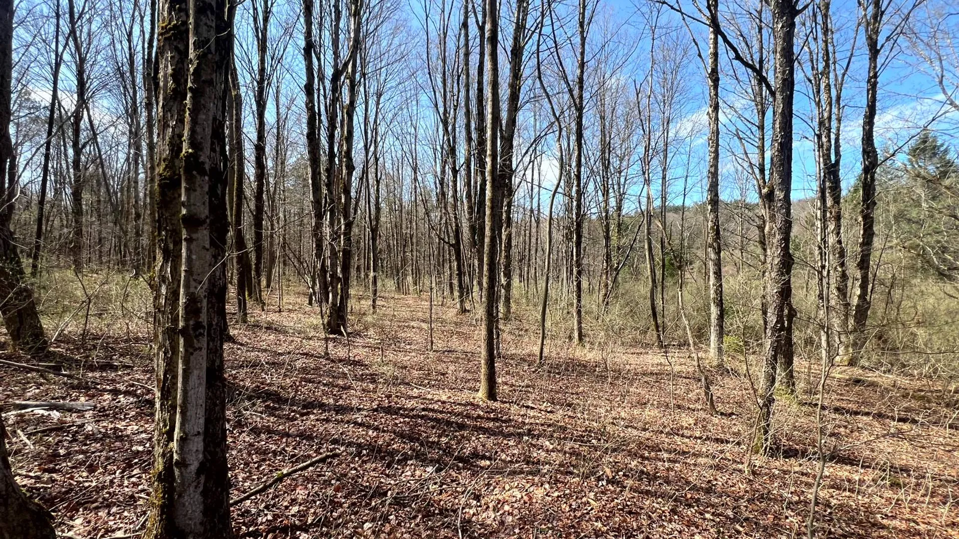 Property at 597 Bliven-Coye Hill Rd, Smyrna, NY 13464 12