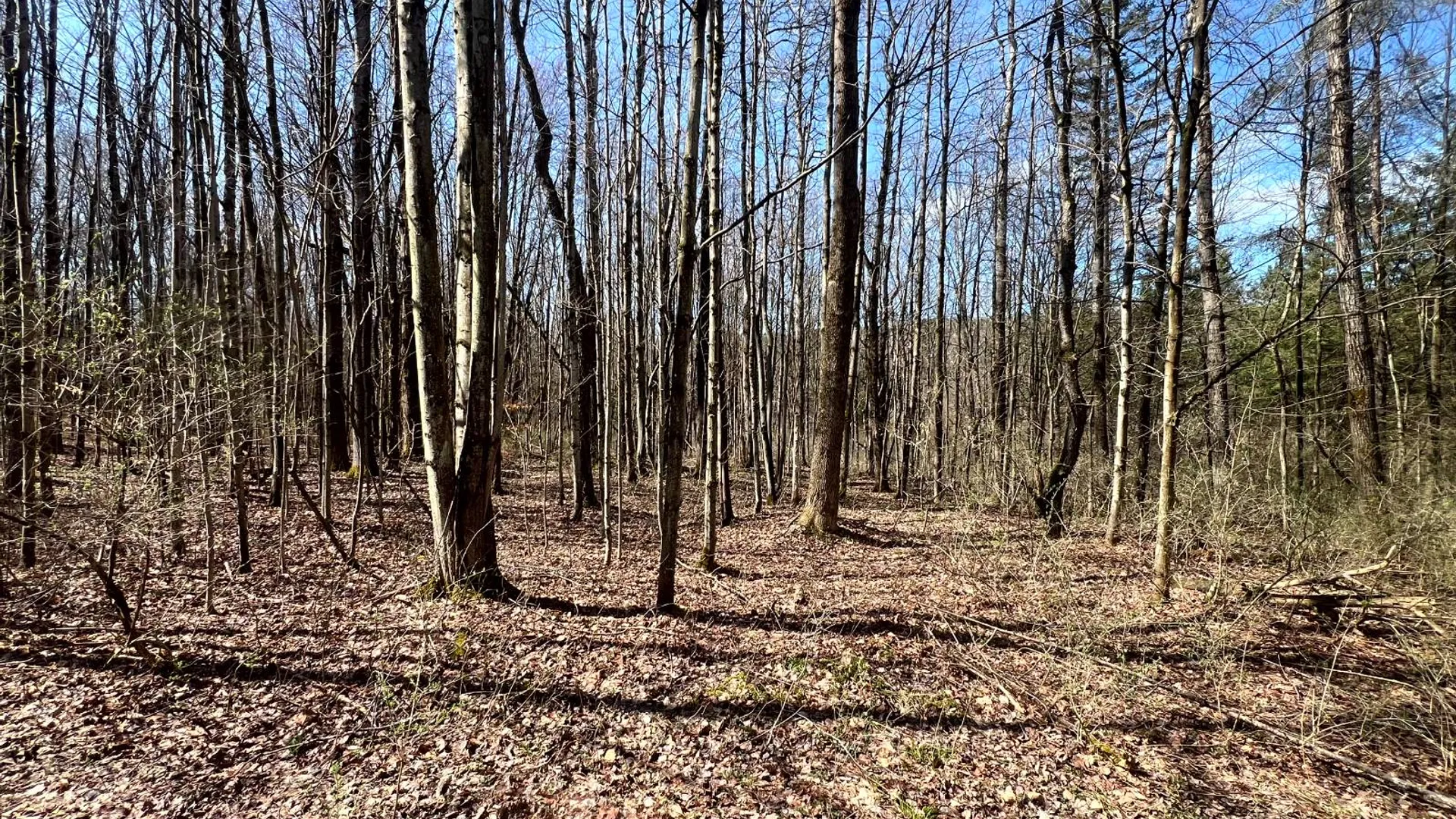 Property at 597 Bliven-Coye Hill Rd, Smyrna, NY 13464 19