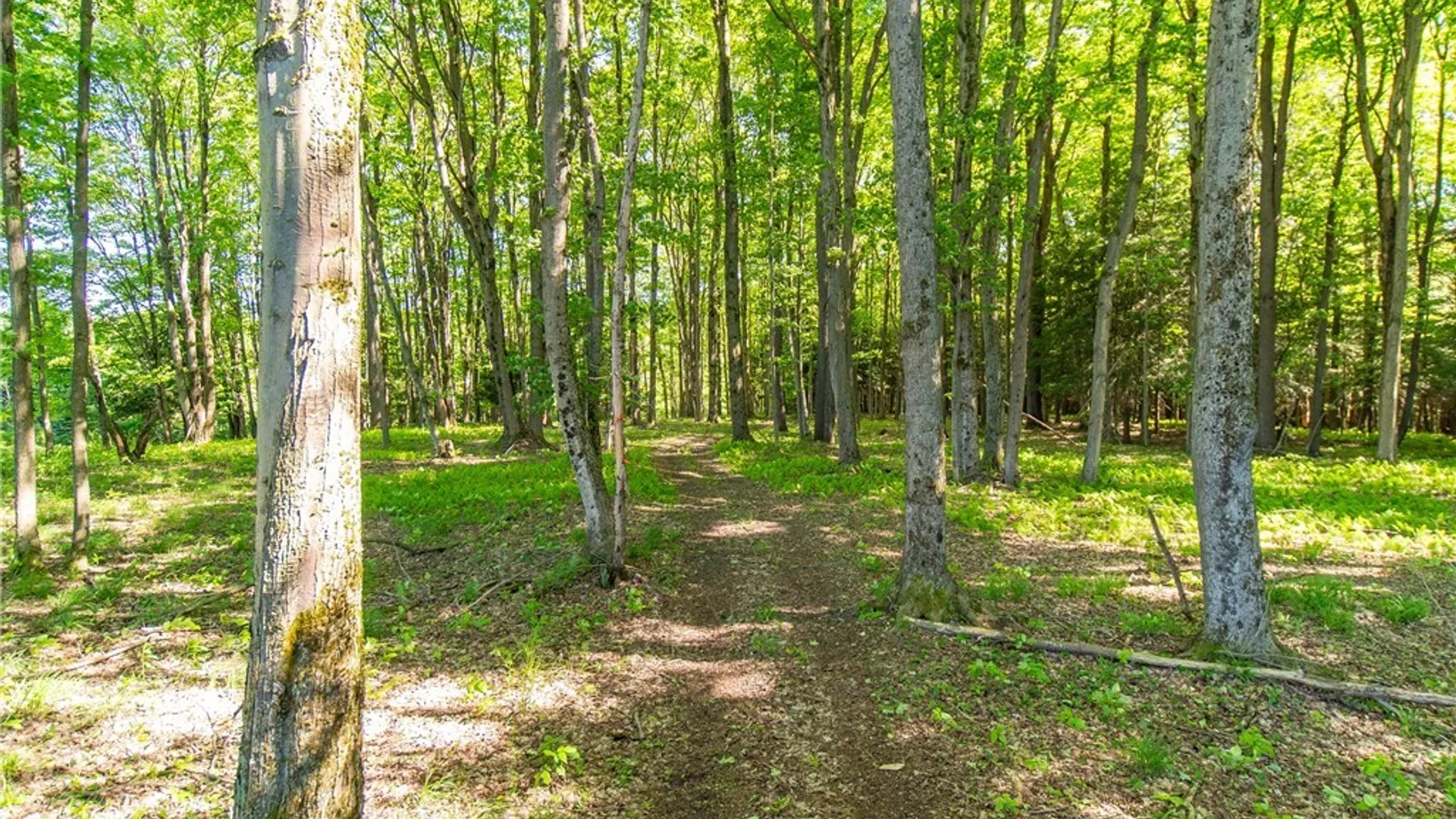 Property at 3946 Camp Road, Mina, NY 14781 14