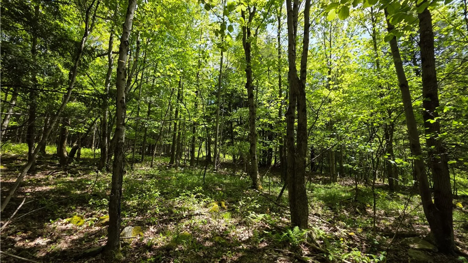 Property at 3040 Quigg Hollow Road, Andover, NY 14806 38