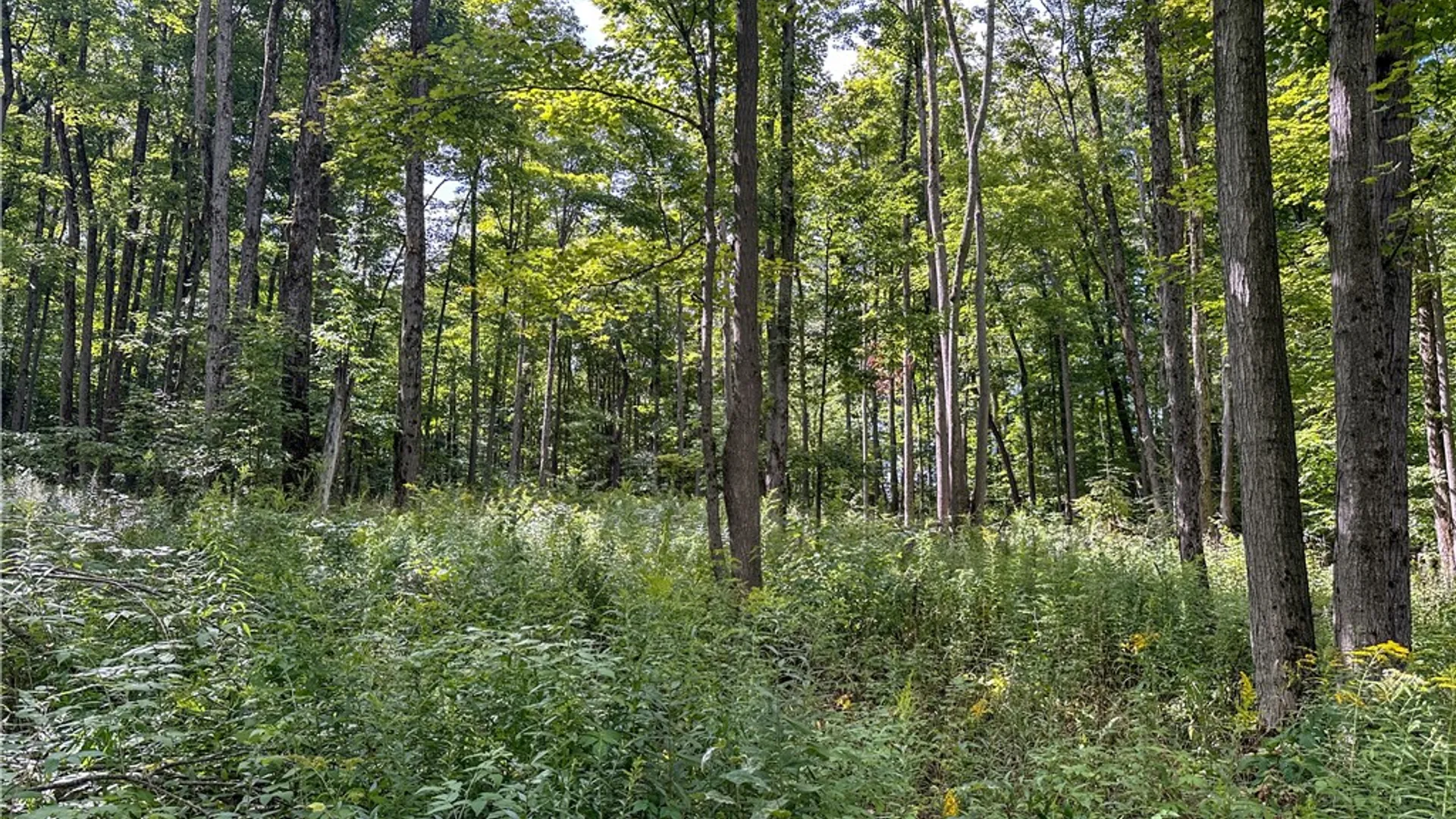 Property at 8190 Billing Drive, Birdsall, NY 14804 15