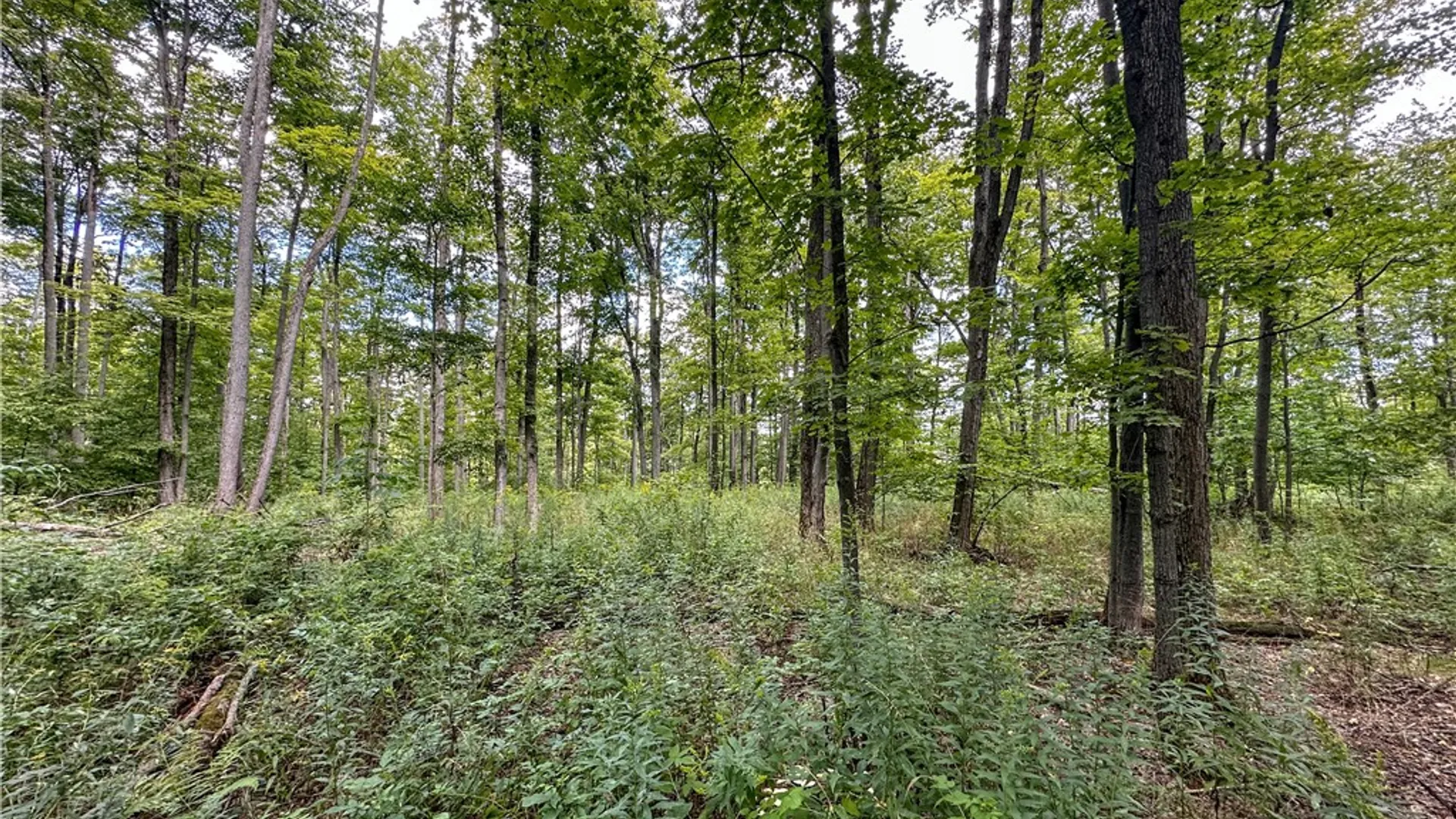 Property at 8190 Billing Drive, Birdsall, NY 14804 16