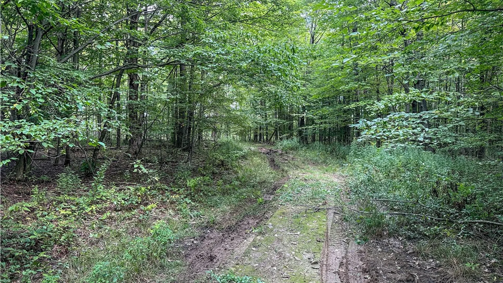 Property at 8190 Billing Drive, Birdsall, NY 14804 5
