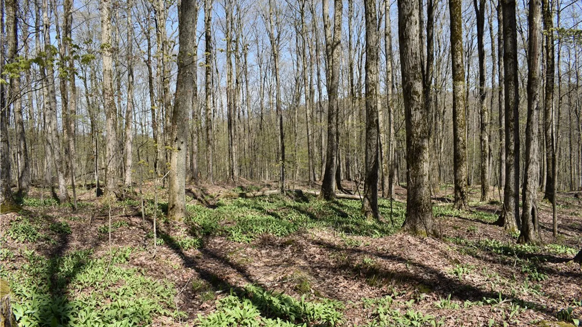 Property at 0 Fuller Gulf Road, Ellington, NY 14723 13