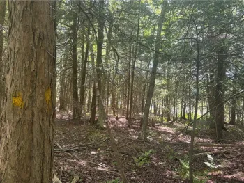 County Rd 42, Pharsalia, NY 13758