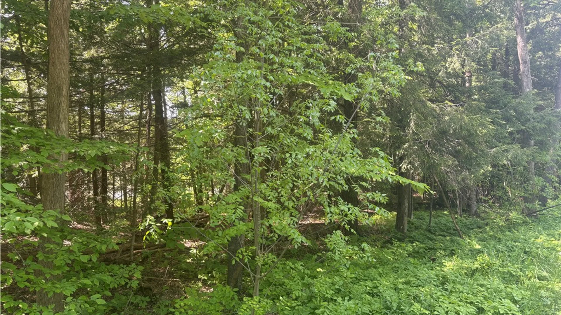 Property at County Rd 42, Pharsalia, NY 13758 5