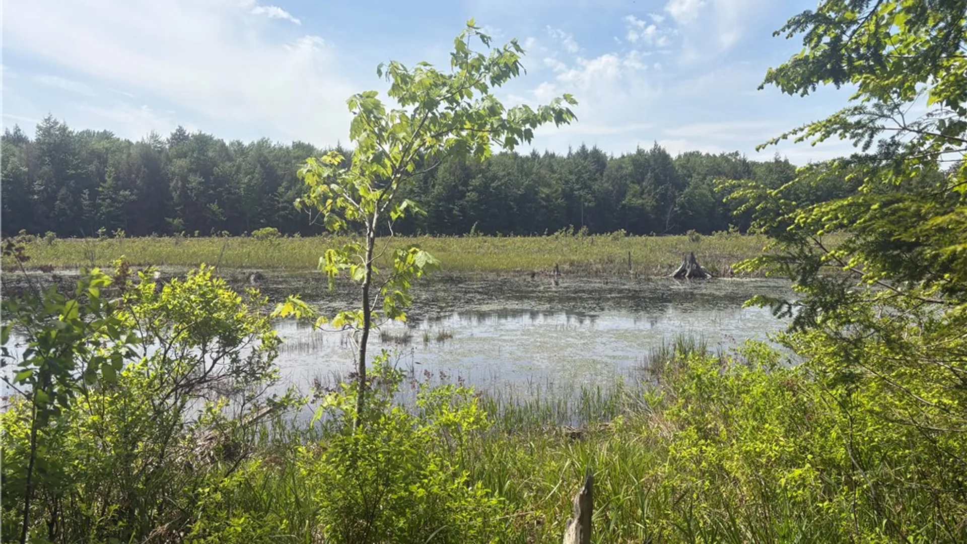 Property at County Rd 42, Pharsalia, NY 13758 6