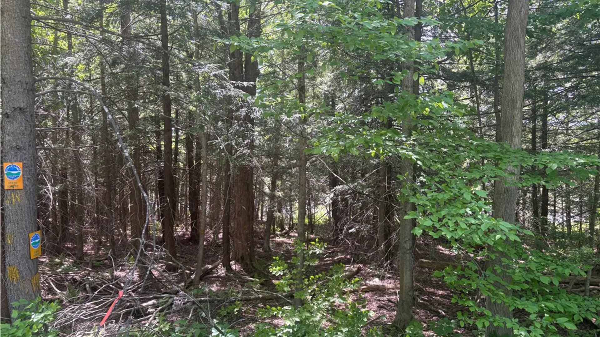 Property at County Rd 42, Pharsalia, NY 13758 7