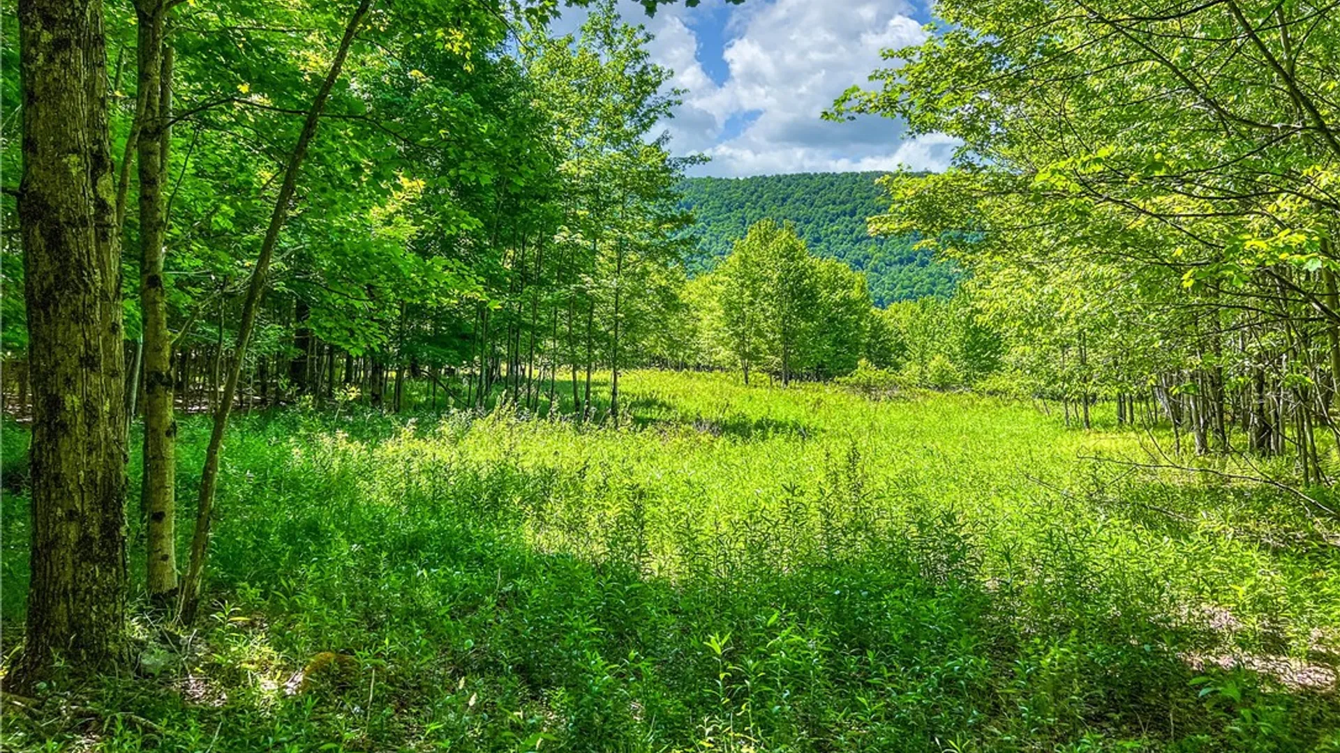 Property at 26 Federal Hill Rd 2, Delhi, NY 13753 17
