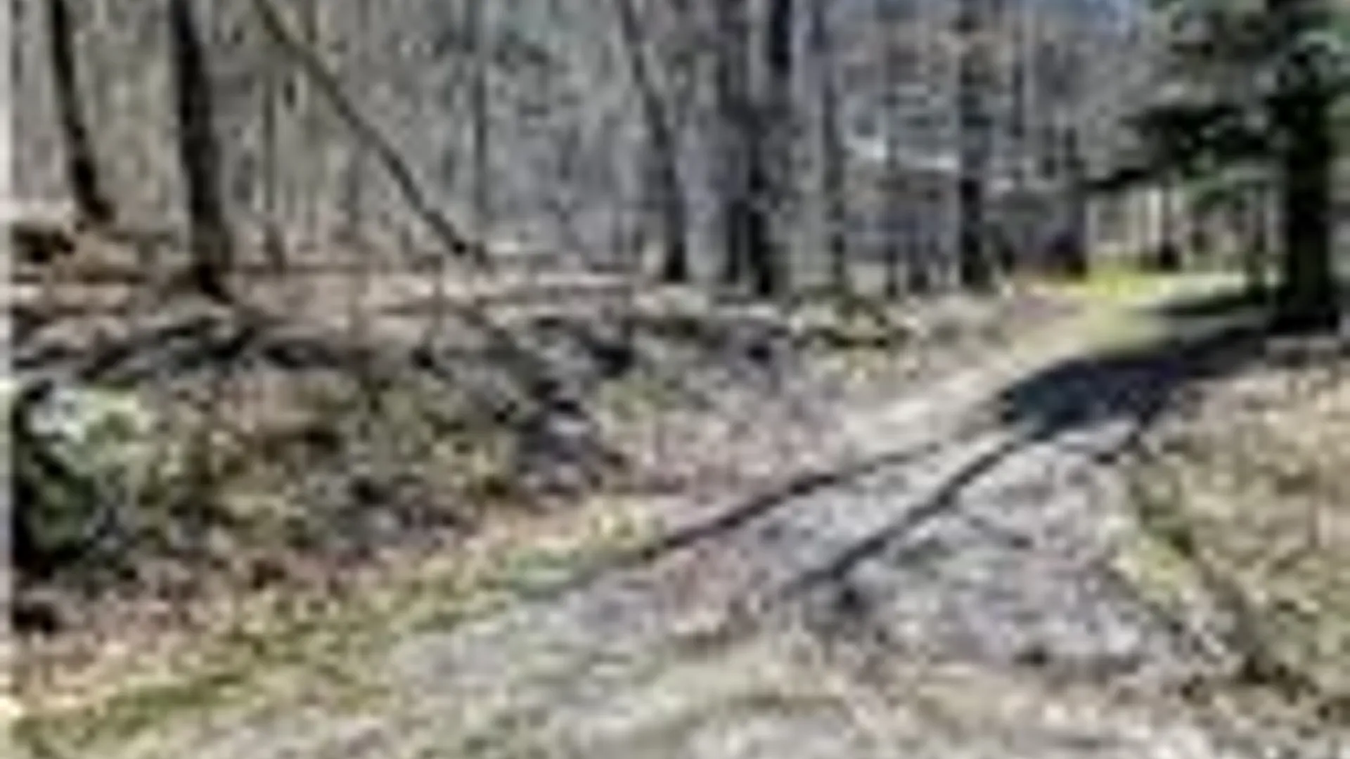 Property at 198 Spring Run Road, Norwich, PA 16750 6
