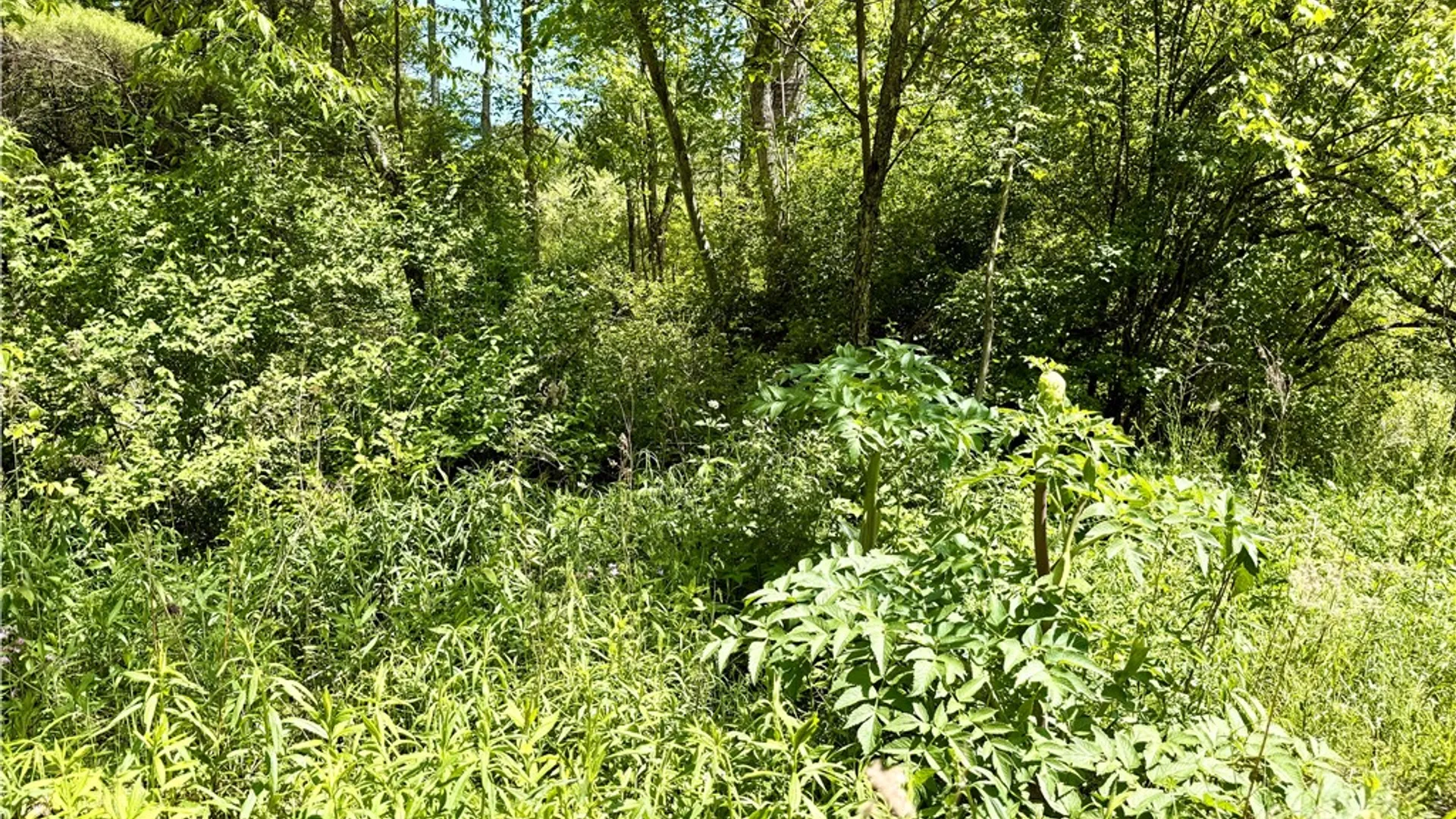 Property at Copes Corners Road, Butternuts, NY 13776 10