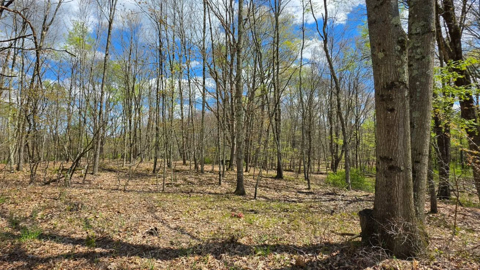 Property at Lot 17.14 Skipperene Road, Cochecton, NY 12726 4