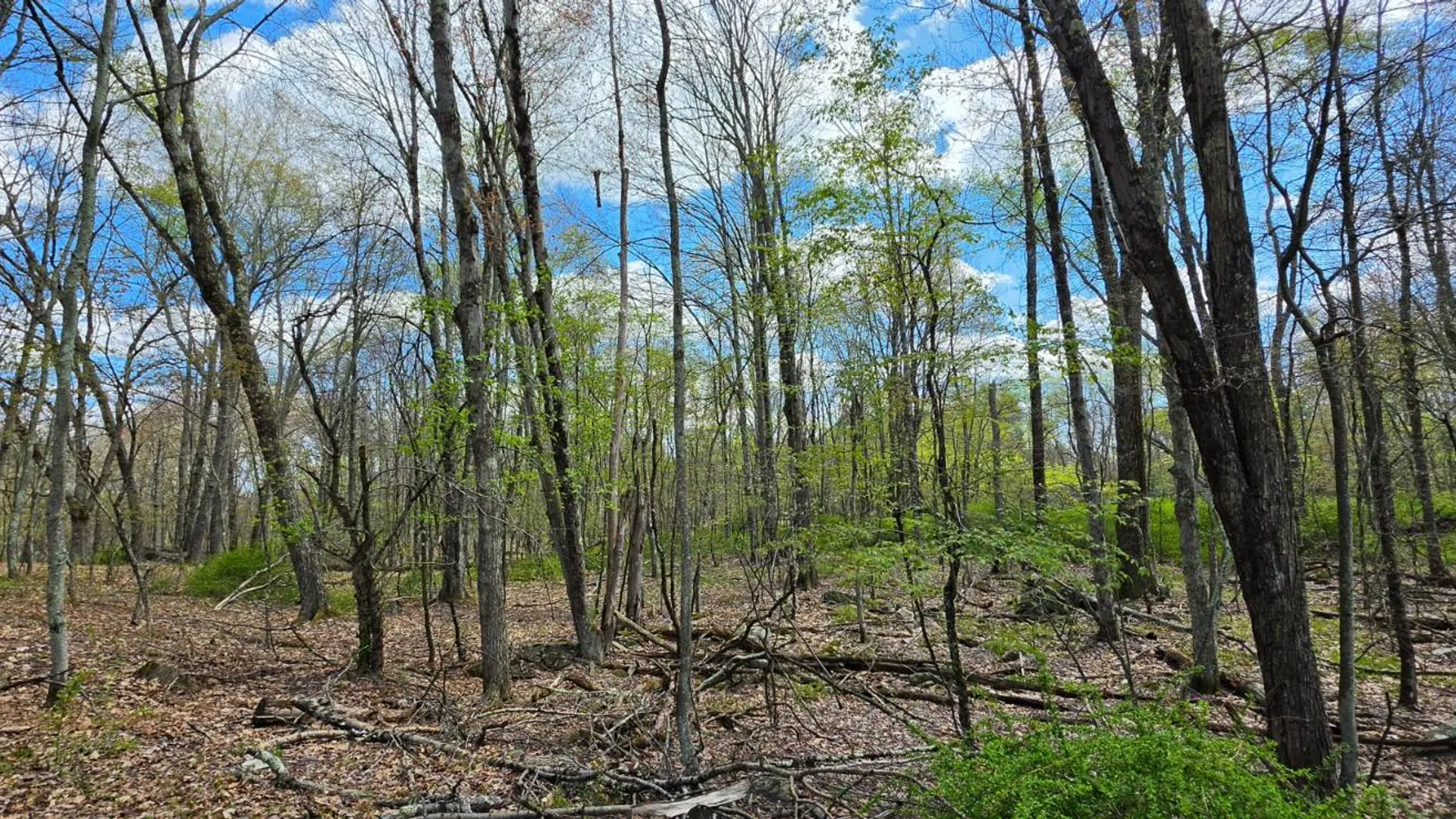 Property at Lot 17.14 Skipperene Road, Cochecton, NY 12726 9