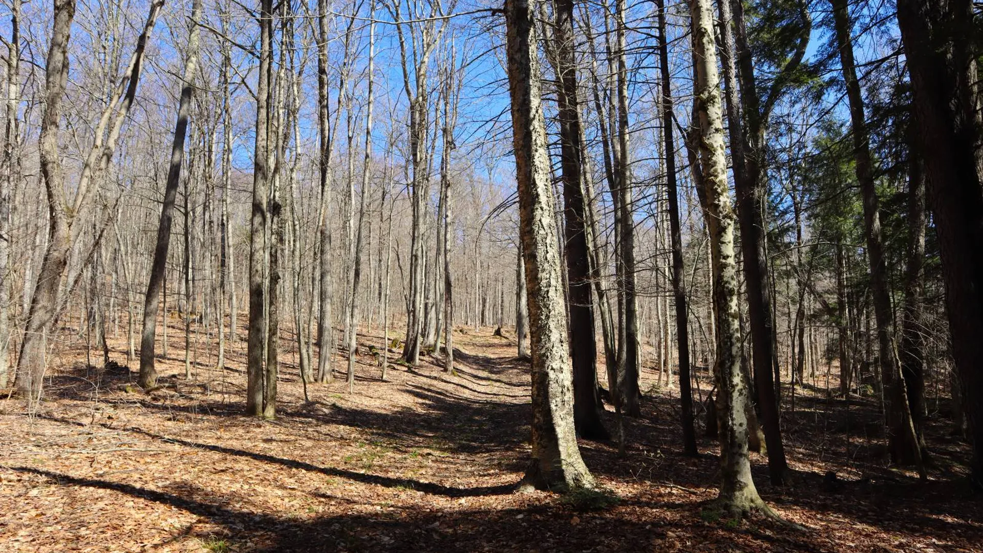 Property at 299 Hilley Rd, Caroga Lake, NY 12095 71