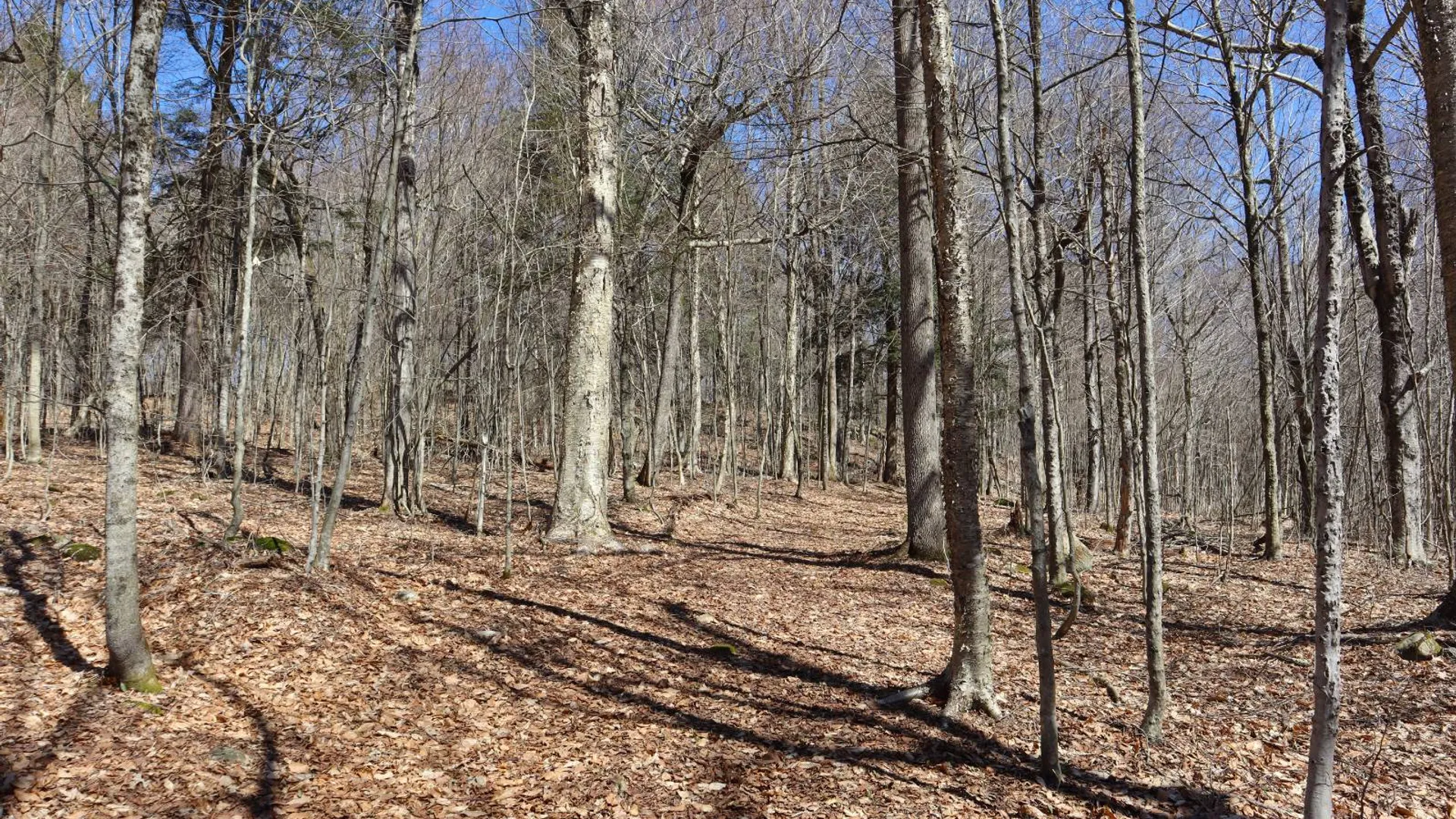 Property at 299 Hilley Rd, Caroga Lake, NY 12095 88