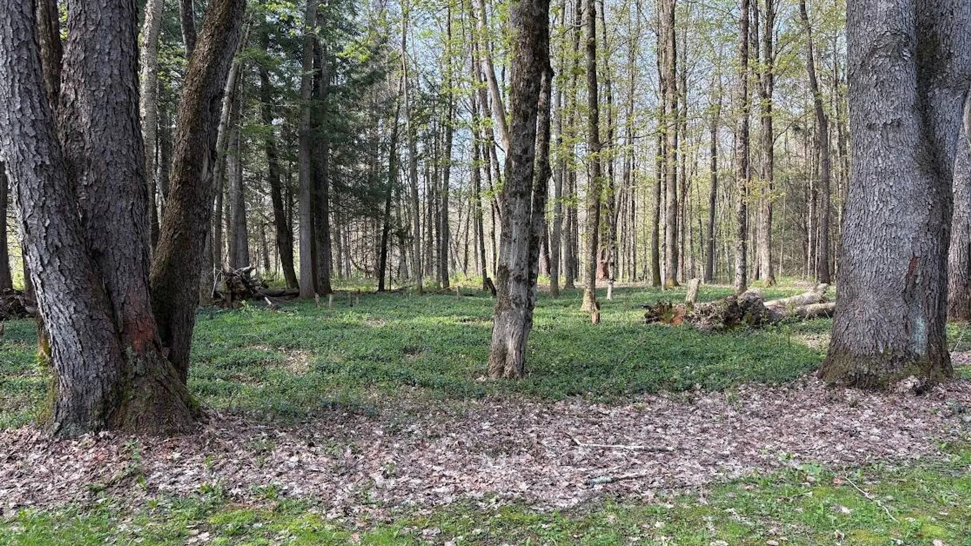 Property at 10827 NYS 365, Remsen, NY 13438 5
