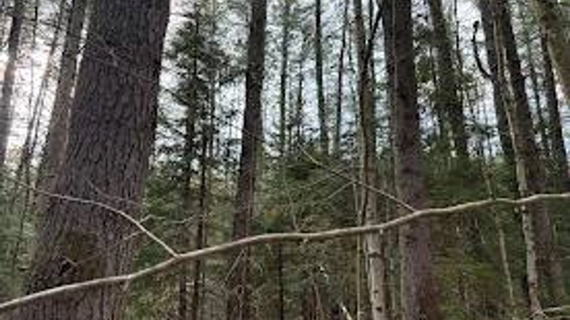 Property at 0 Stormy Hill Rd, Cold Brook, NY 13324 6