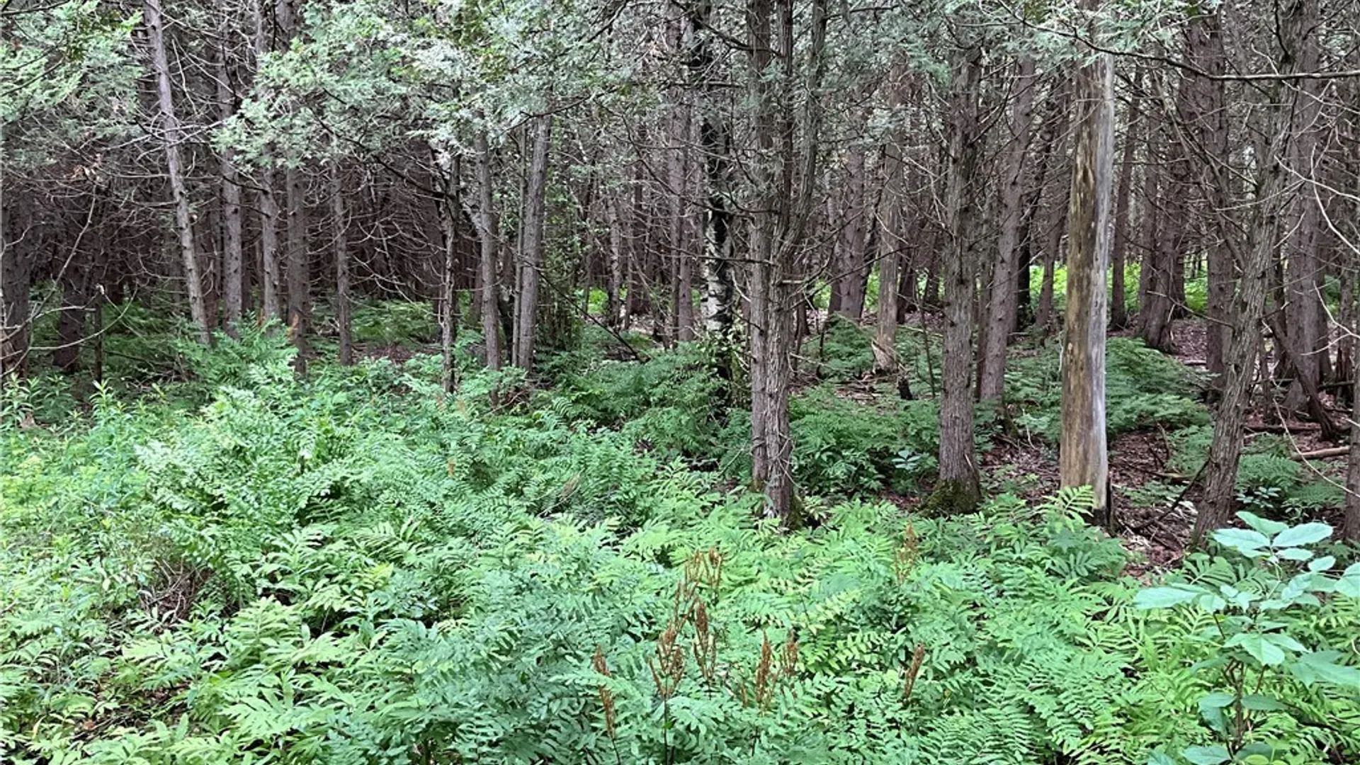 Property at 00 County Route 35, Potsdam, NY 13676 16