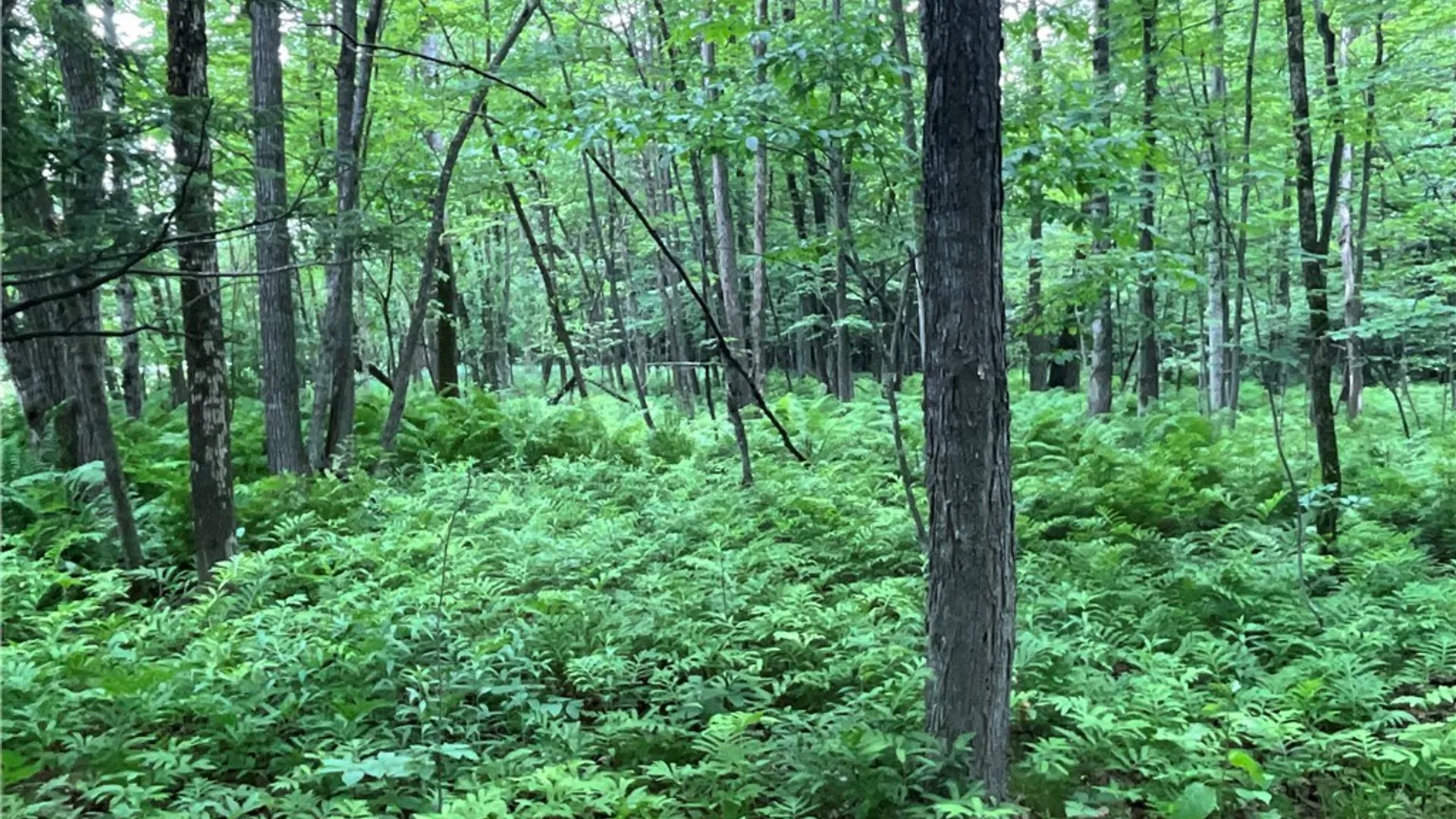 Property at 00 County Route 35, Potsdam, NY 13676 18