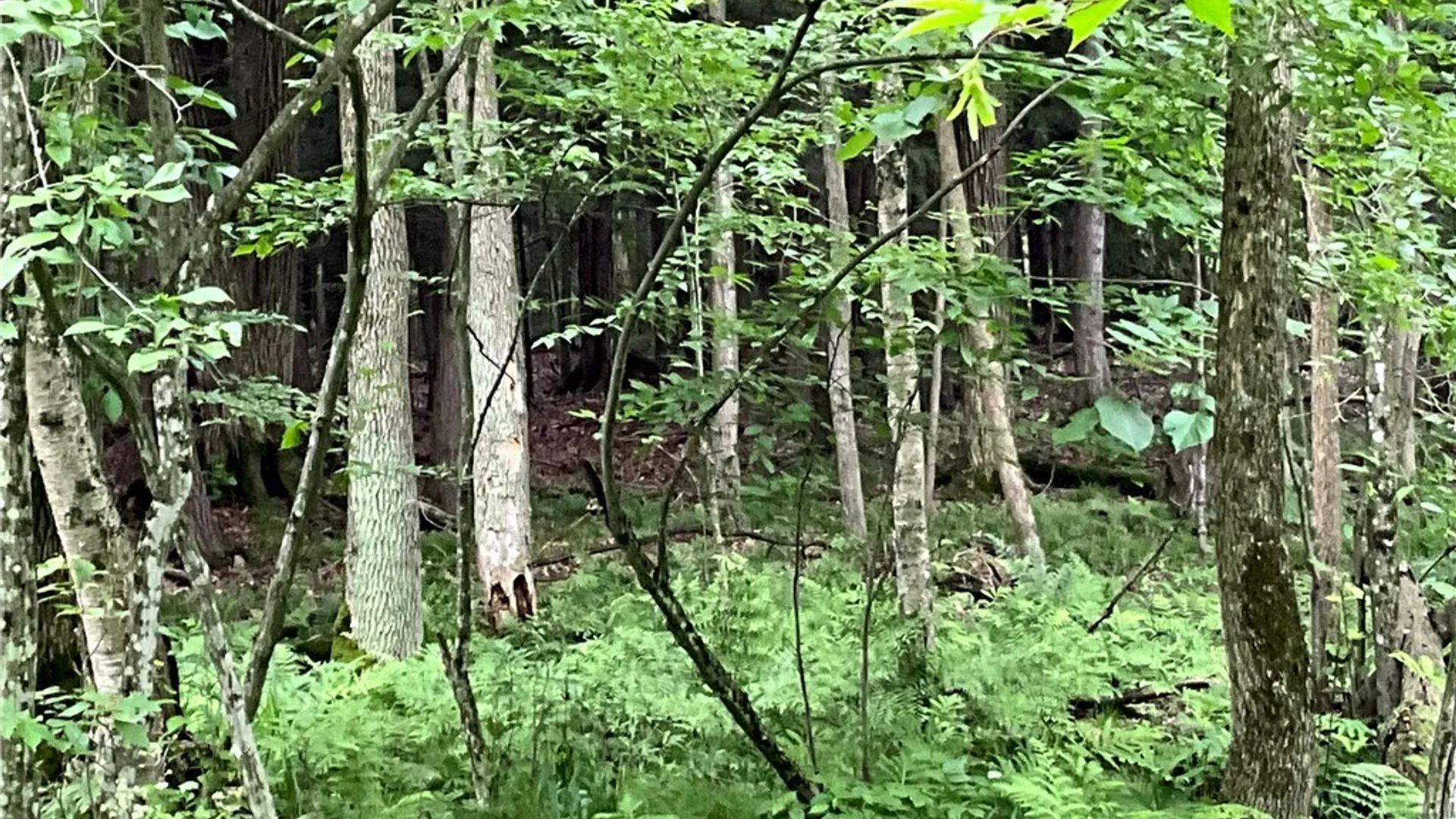 Property at 00 County Route 35, Potsdam, NY 13676 25