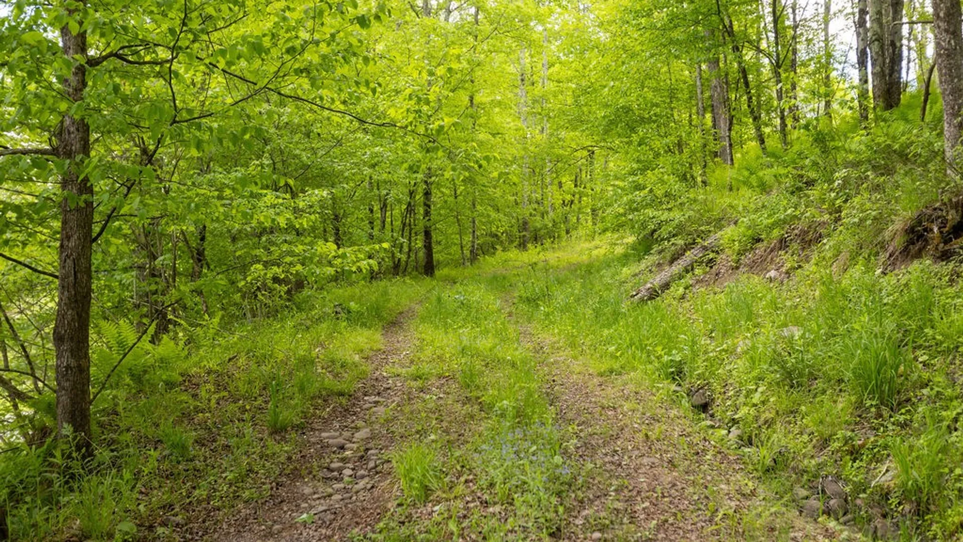 Property at 1361 Weaver Hollow Road, Andes, NY 13731 23