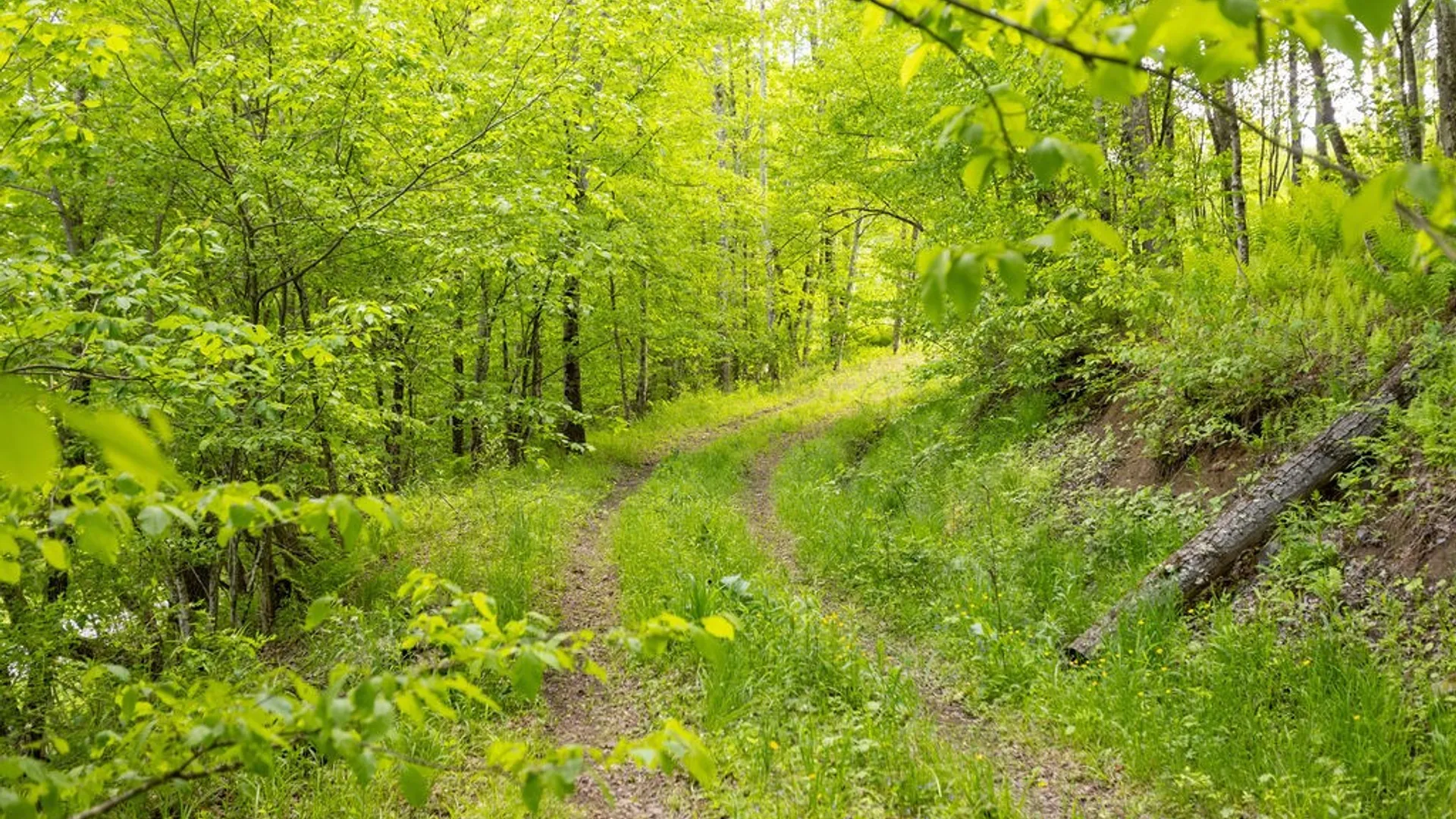 Property at 1361 Weaver Hollow Road, Andes, NY 13731 5