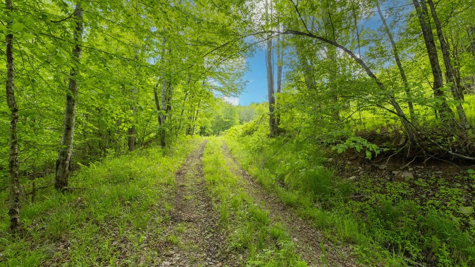 Property at 1361 Weaver Hollow Road, Andes, NY 13731 6