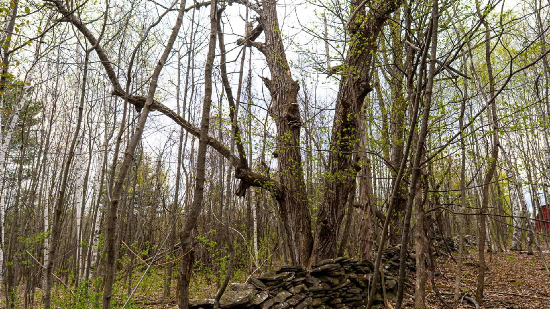 Property at 00WP1 Cr 352, Medusa, NY 12120 20
