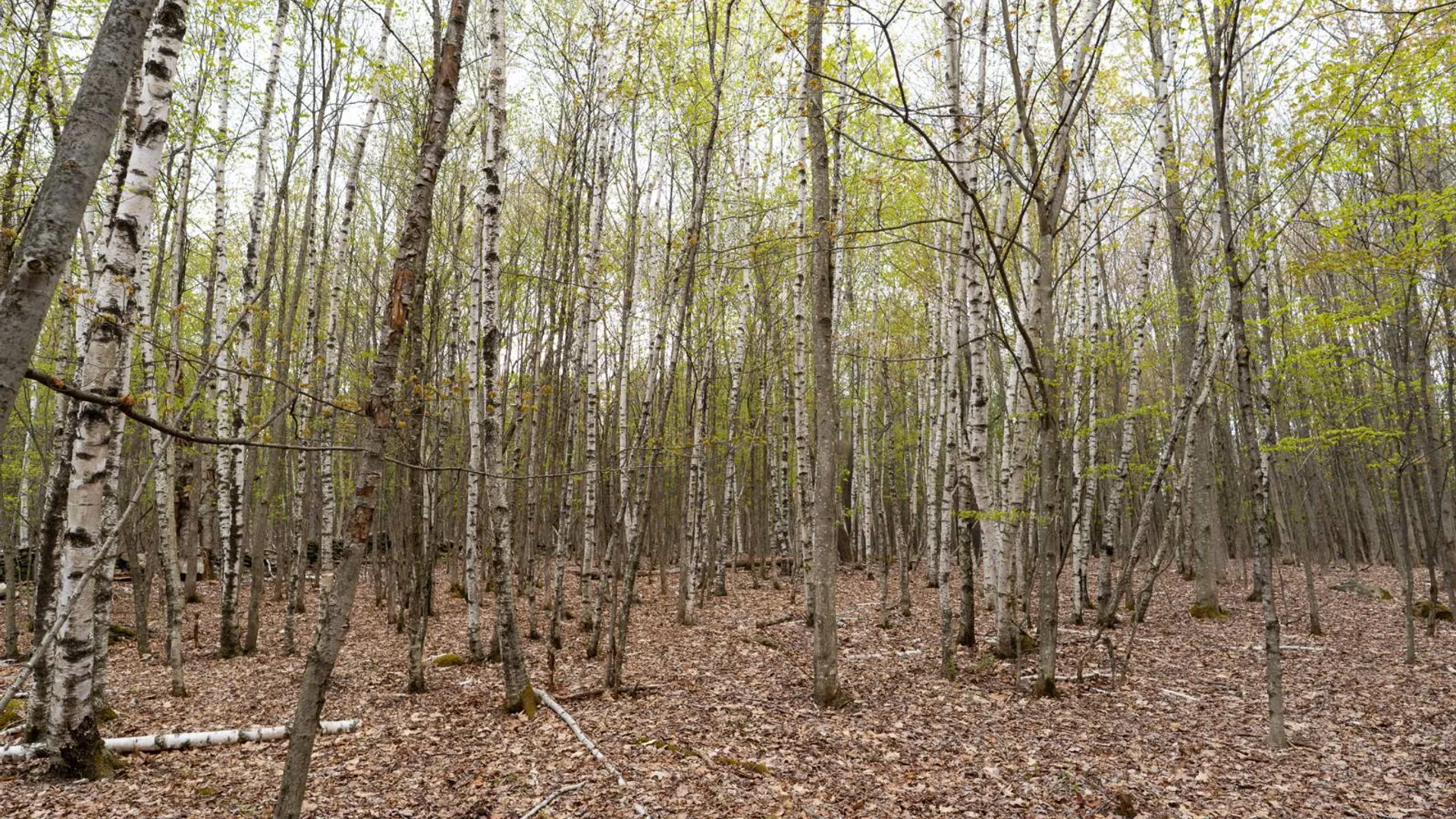 Property at 00WP1 Cr 352, Medusa, NY 12120 22