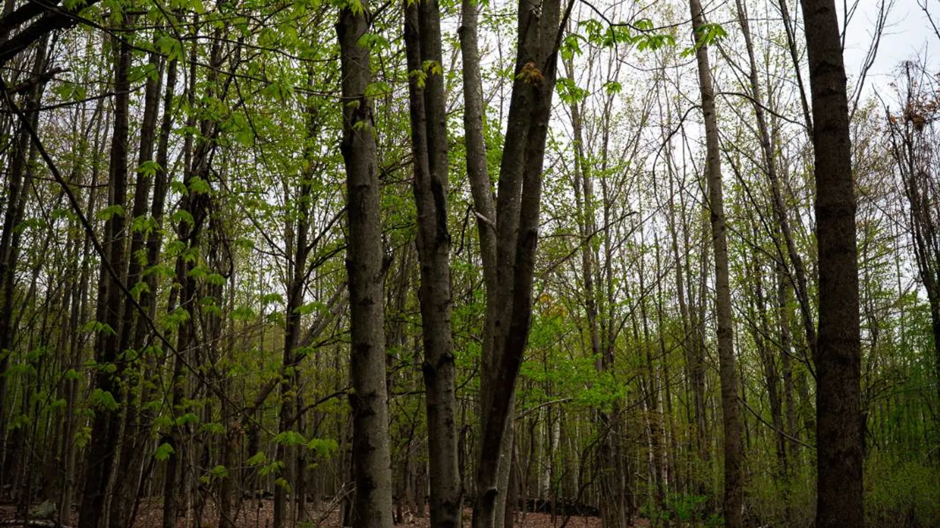 Property at 00WP1 Cr 352, Medusa, NY 12120 27