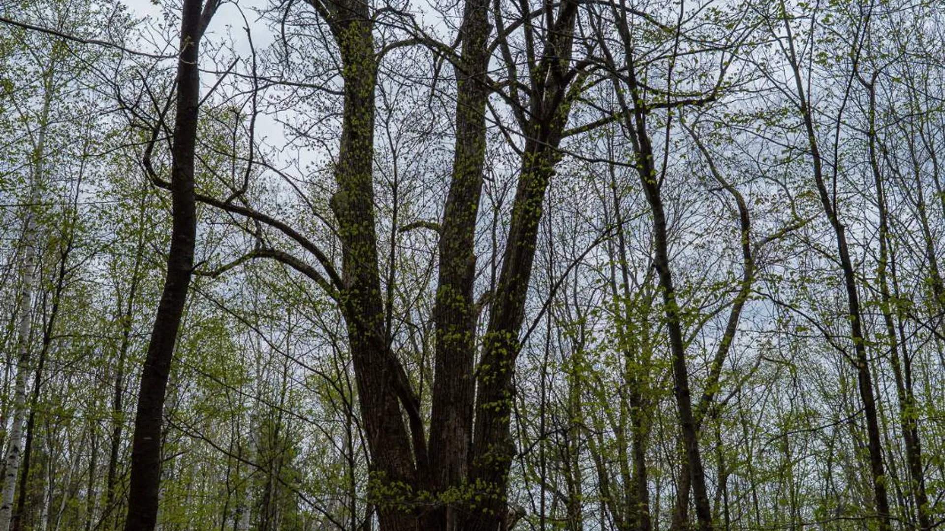 Property at 00WP1 Cr 352, Medusa, NY 12120 28