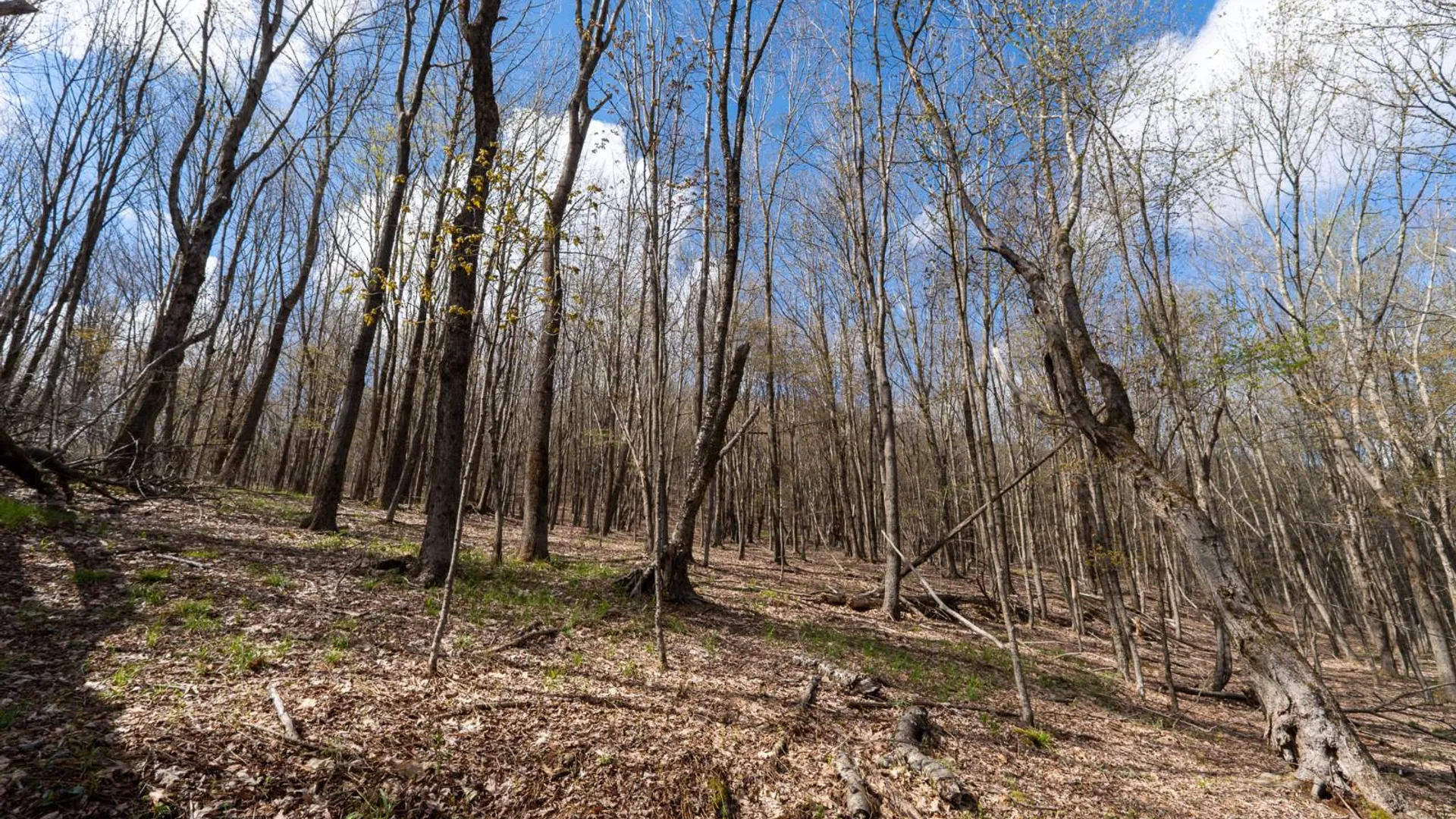 Property at 00WP De Nicola Rd, Fleischmanns, NY 12430 14