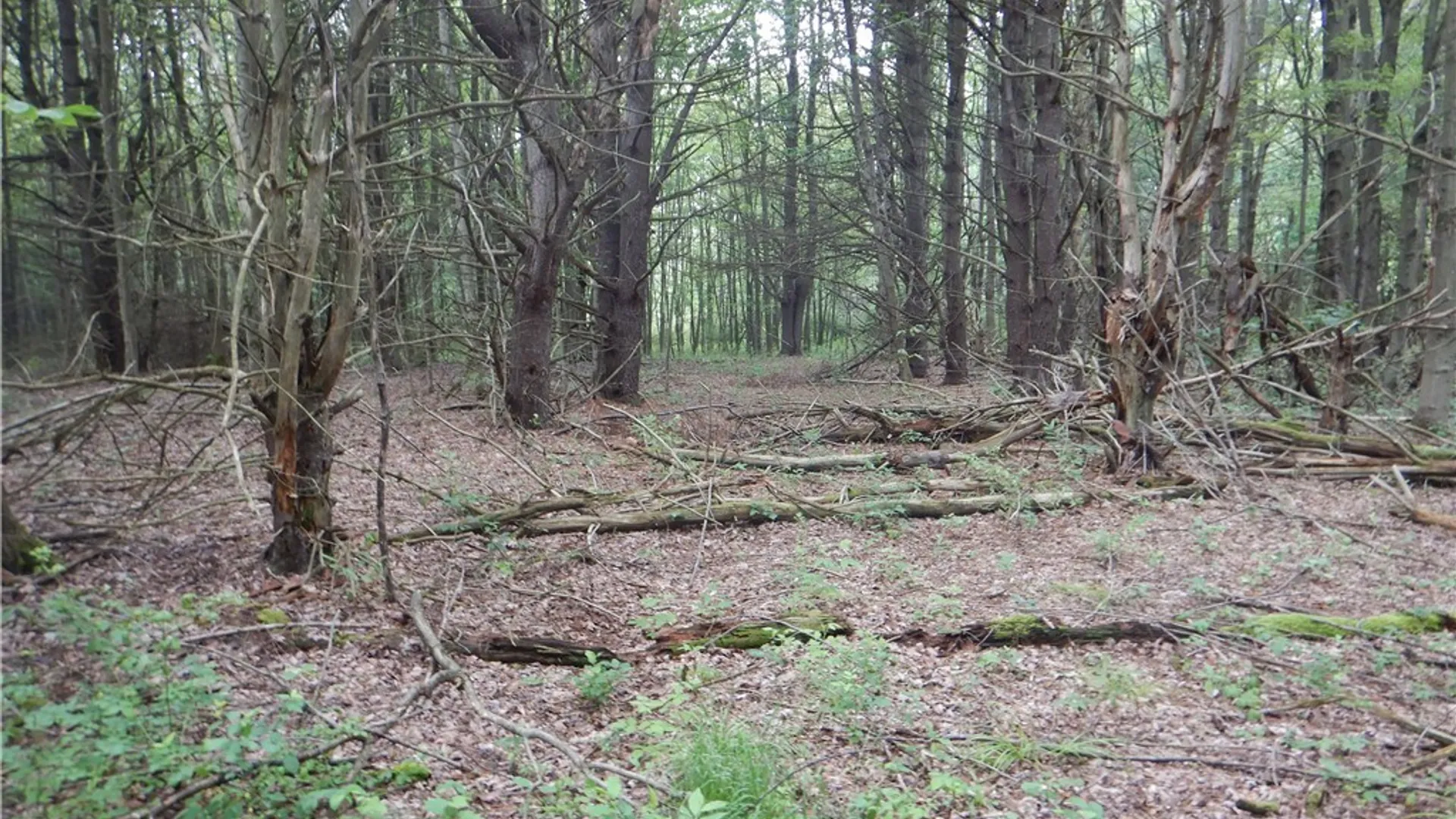 Property at Bull Hill Road, Newfield, NY 14867 23