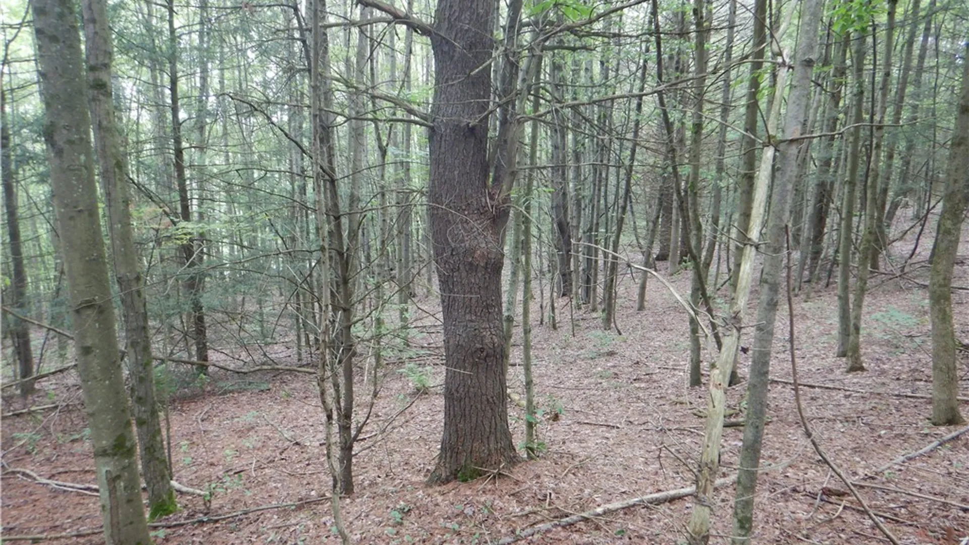 Property at Bull Hill Road, Newfield, NY 14867 29
