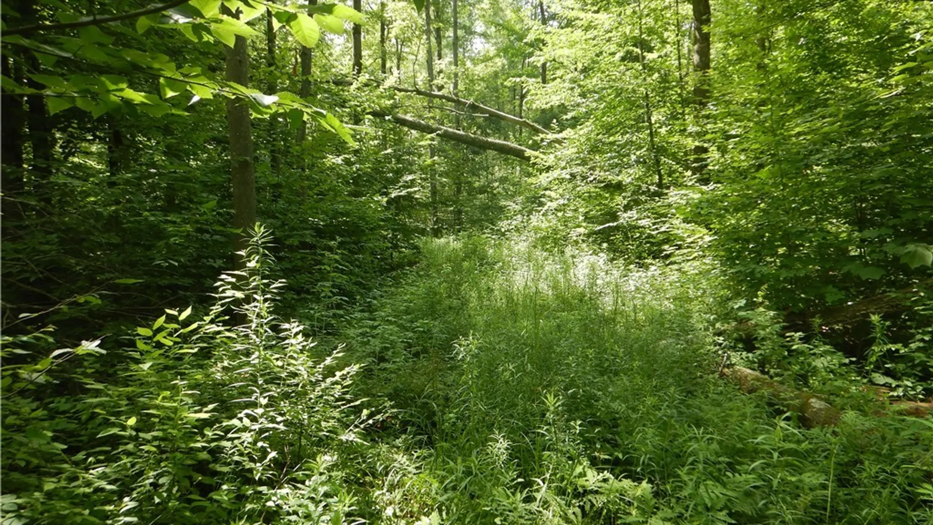 Property at Bull Hill Road, Newfield, NY 14867 32