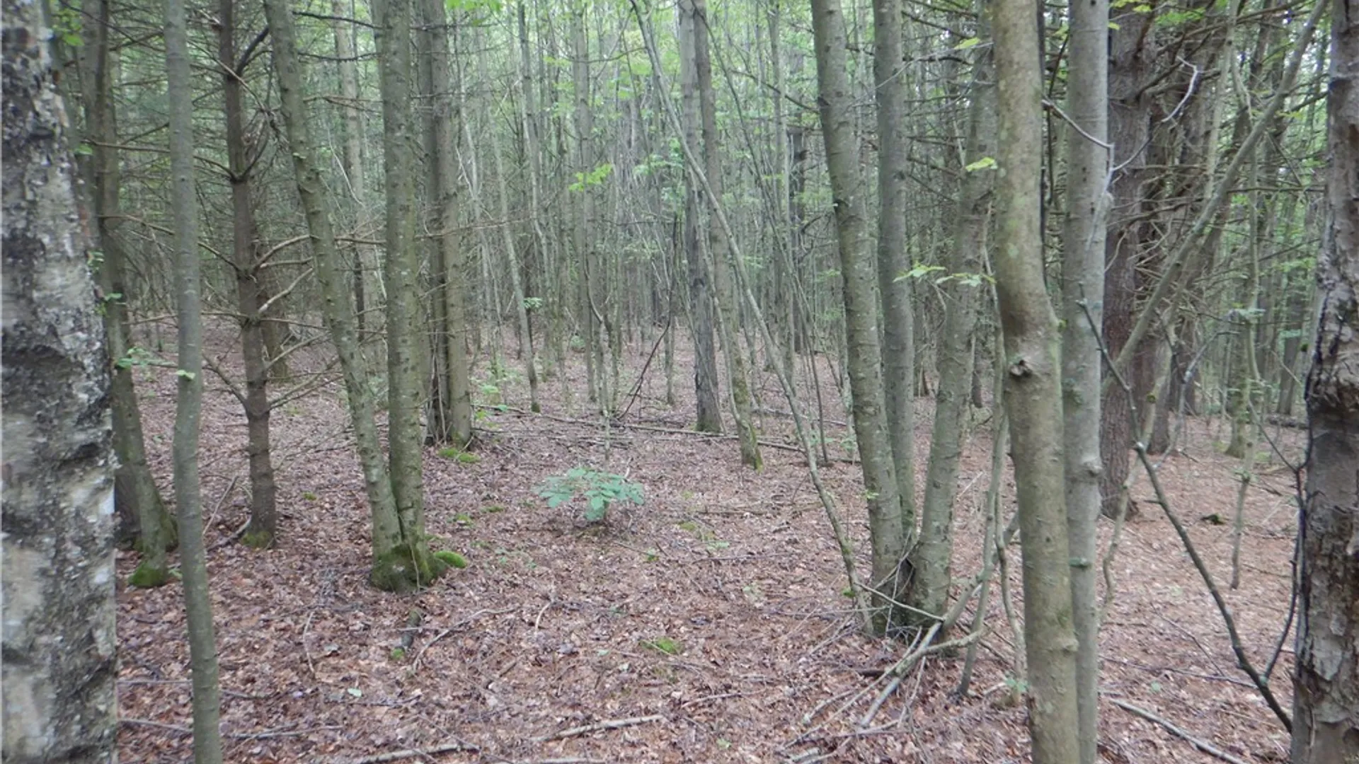 Property at Bull Hill Road, Newfield, NY 14867 33