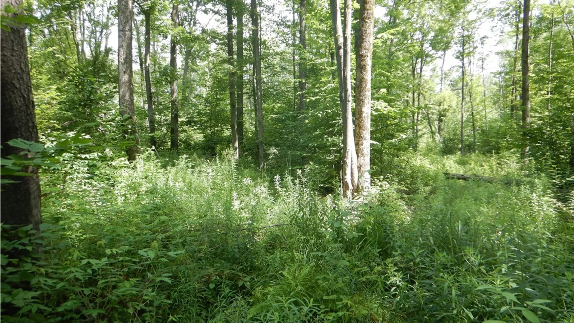 Property at Bull Hill Road, Newfield, NY 14867 34