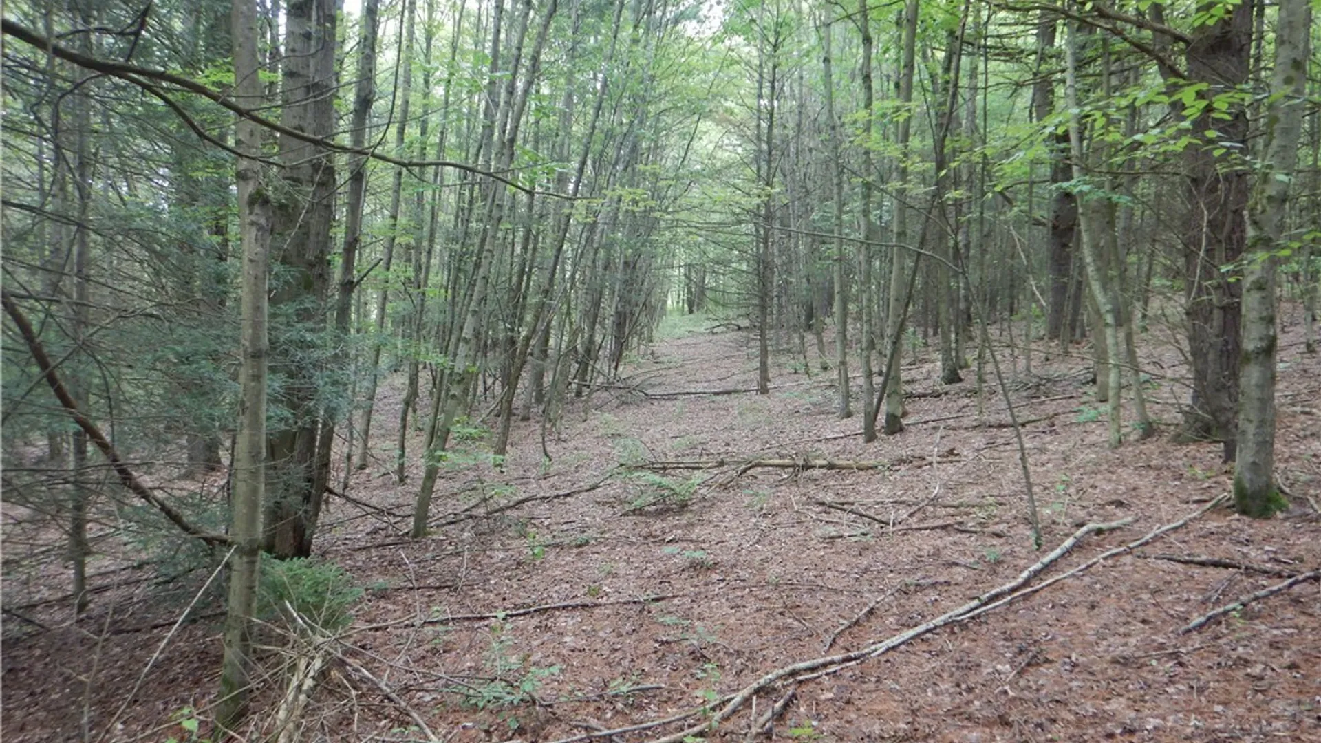 Property at Bull Hill Road, Newfield, NY 14867 6