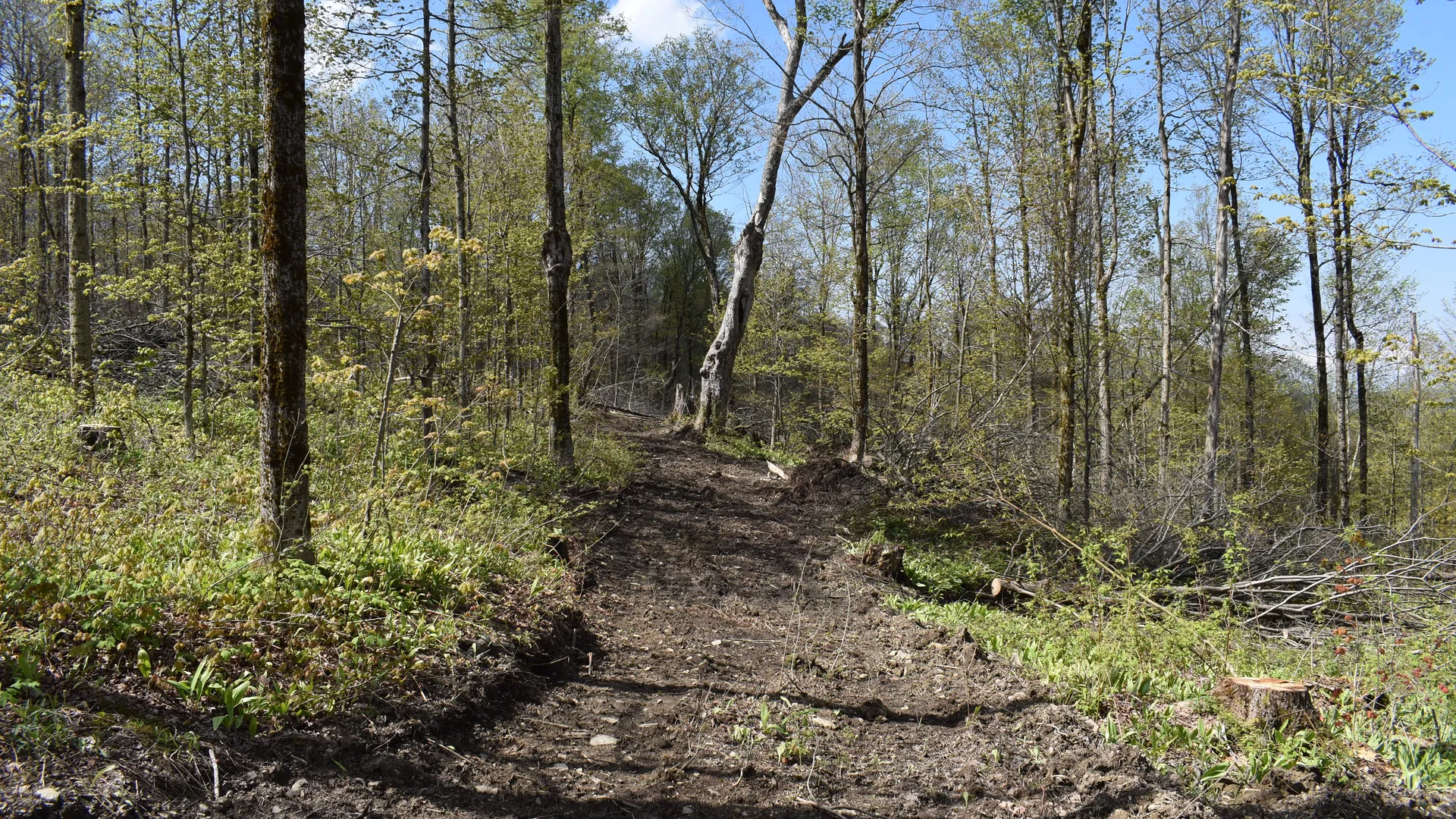 Property at 0 Farrington Hollow Road, Cherry Creek, NY 14723 12