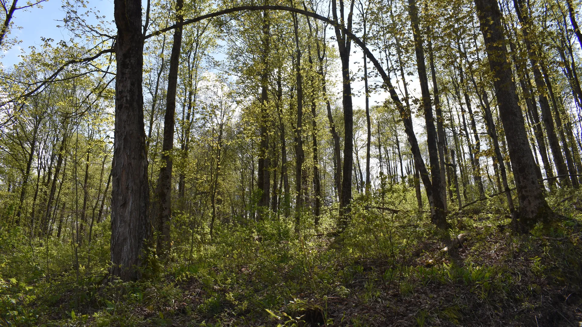 Property at 0 Farrington Hollow Road, Cherry Creek, NY 14723 15